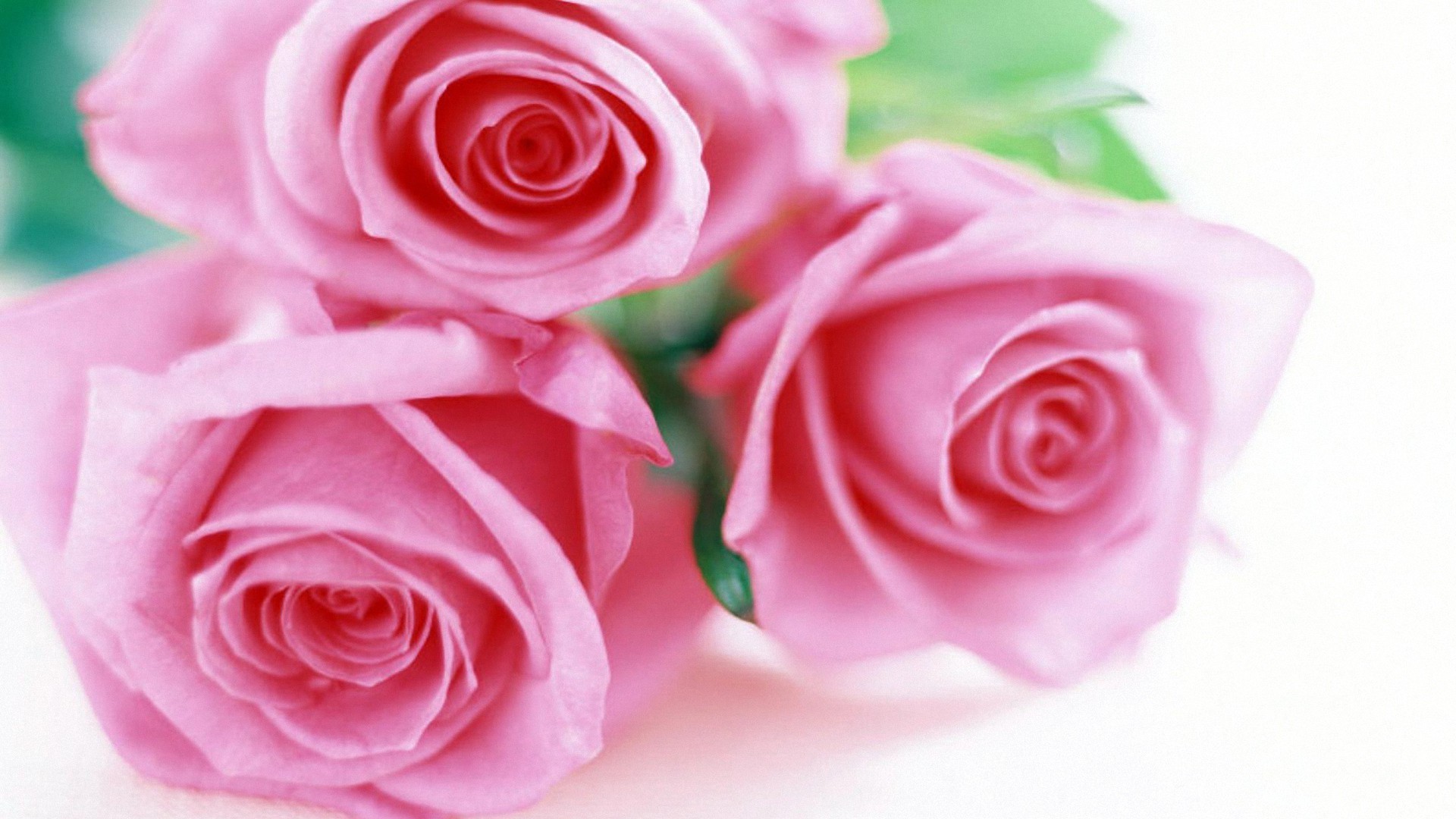 달콤한 핑크 벽지,꽃,정원 장미,장미,분홍,장미 가족