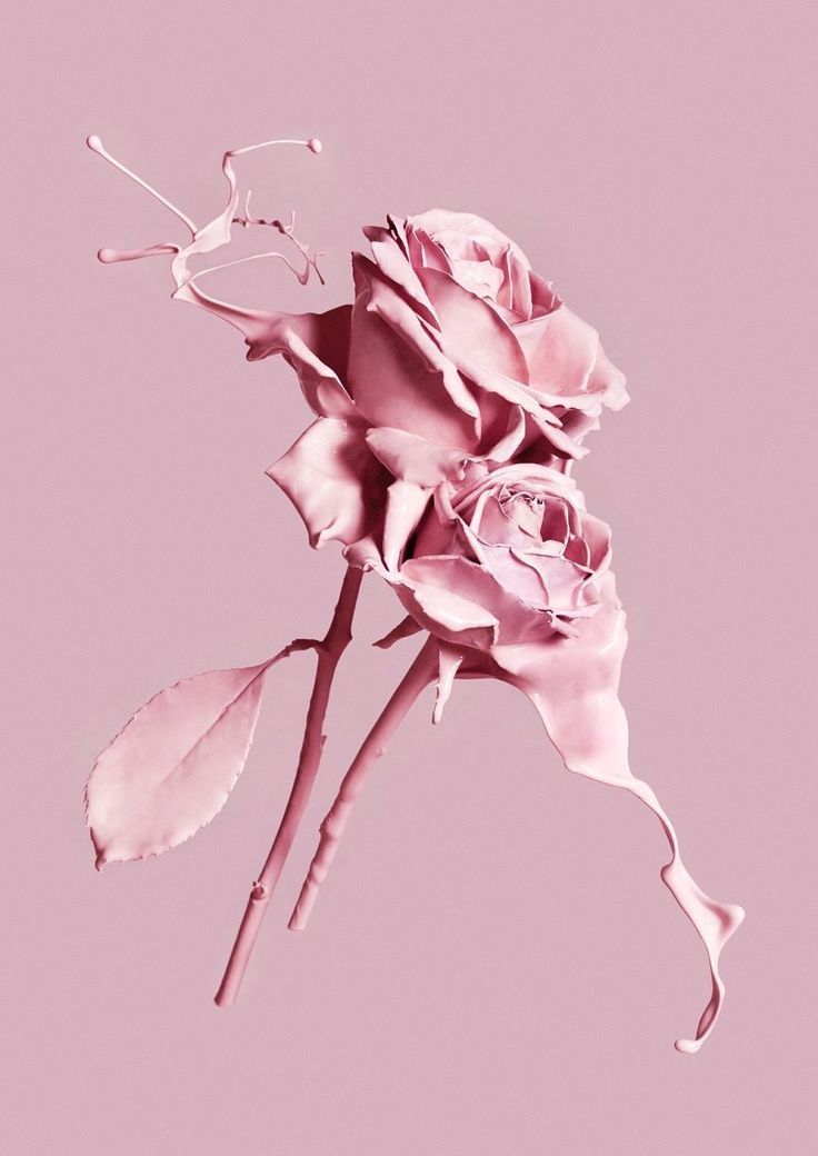 carta da parati rosa dolce,rosa,fiore,petalo,rose da giardino,rosa
