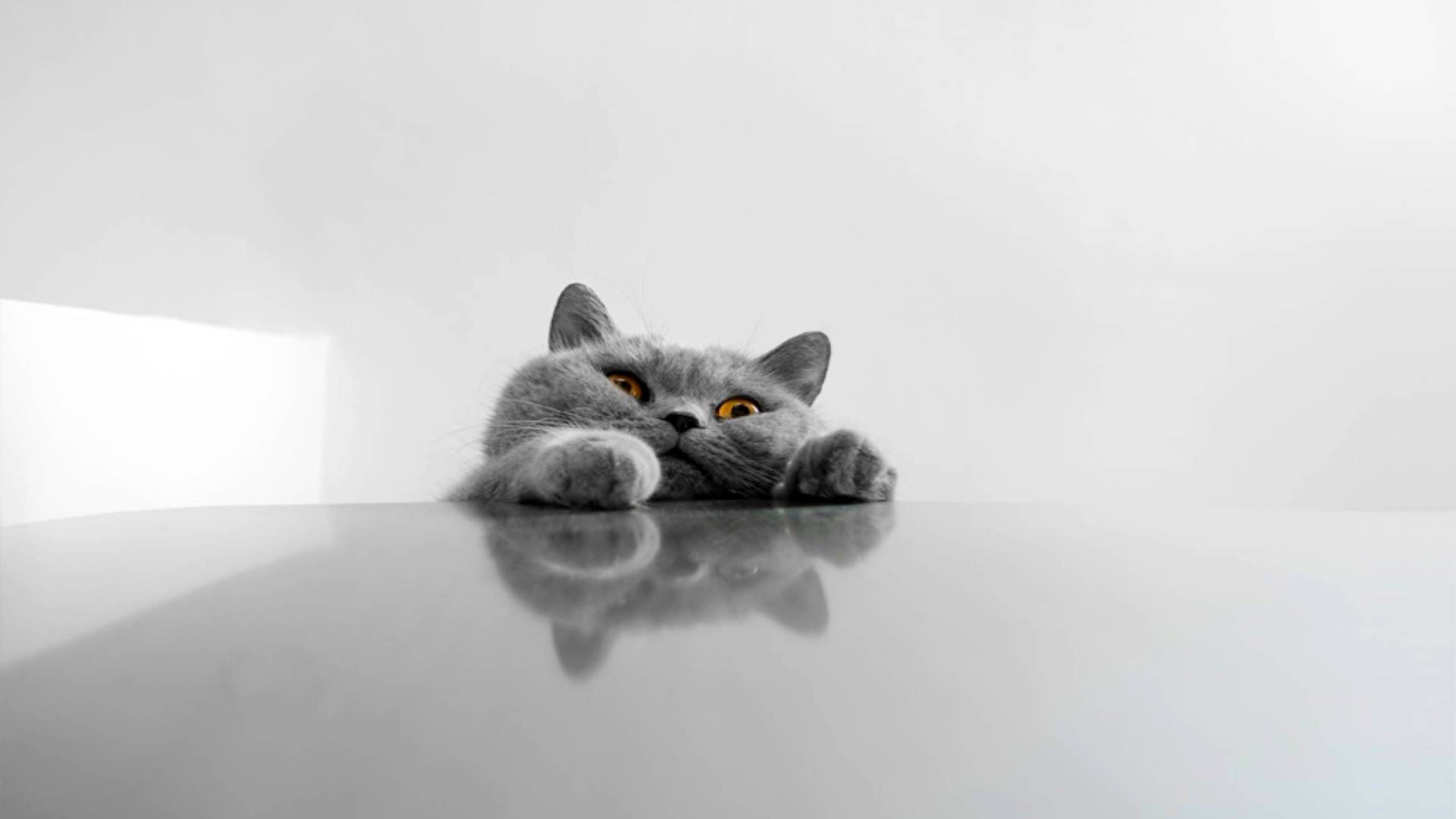 funny wallpaper full hd,cat,white,small to medium sized cats,felidae,british shorthair