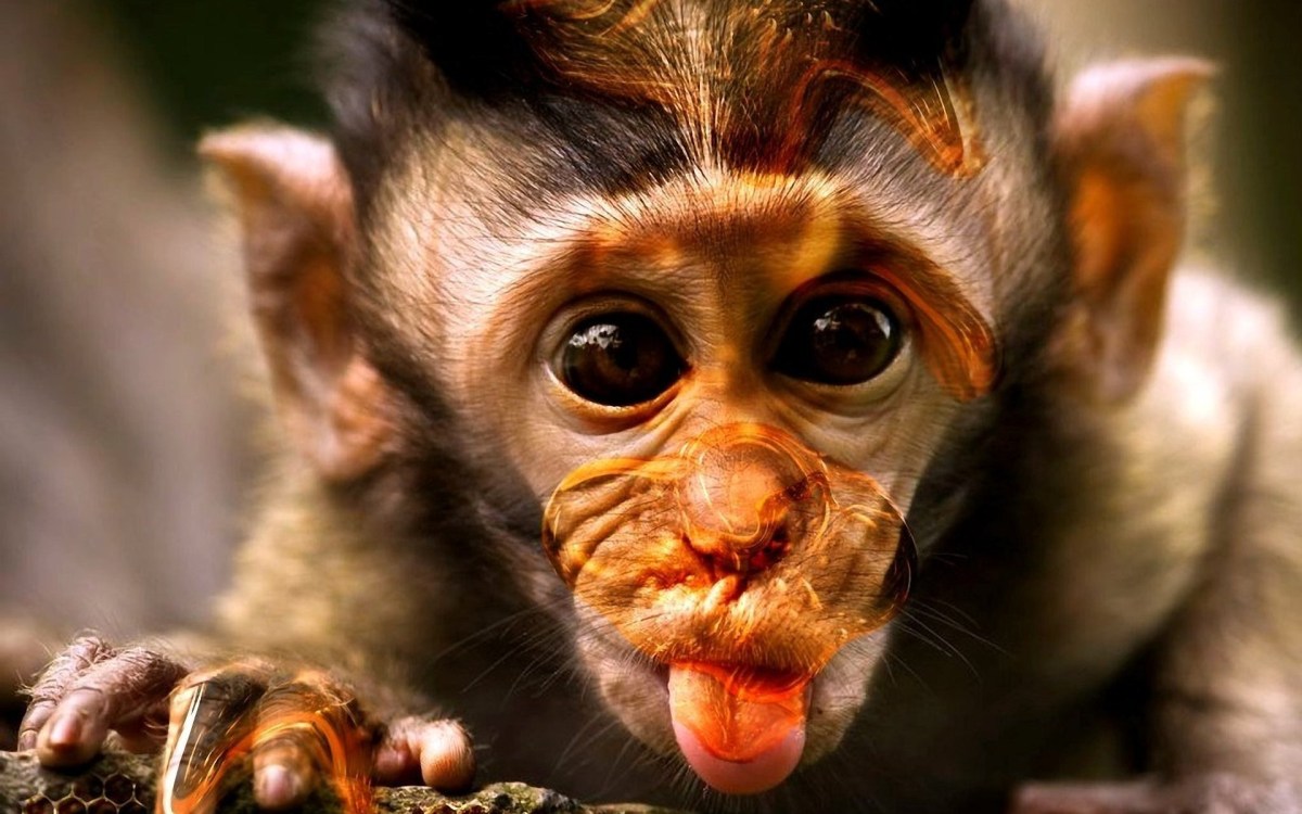 fondo de pantalla divertido full hd,primate,macaco rhesus,hocico,macaco,animal terrestre