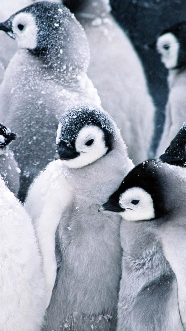 penguin phone wallpaper,vertebrate,bird,flightless bird,penguin,emperor penguin