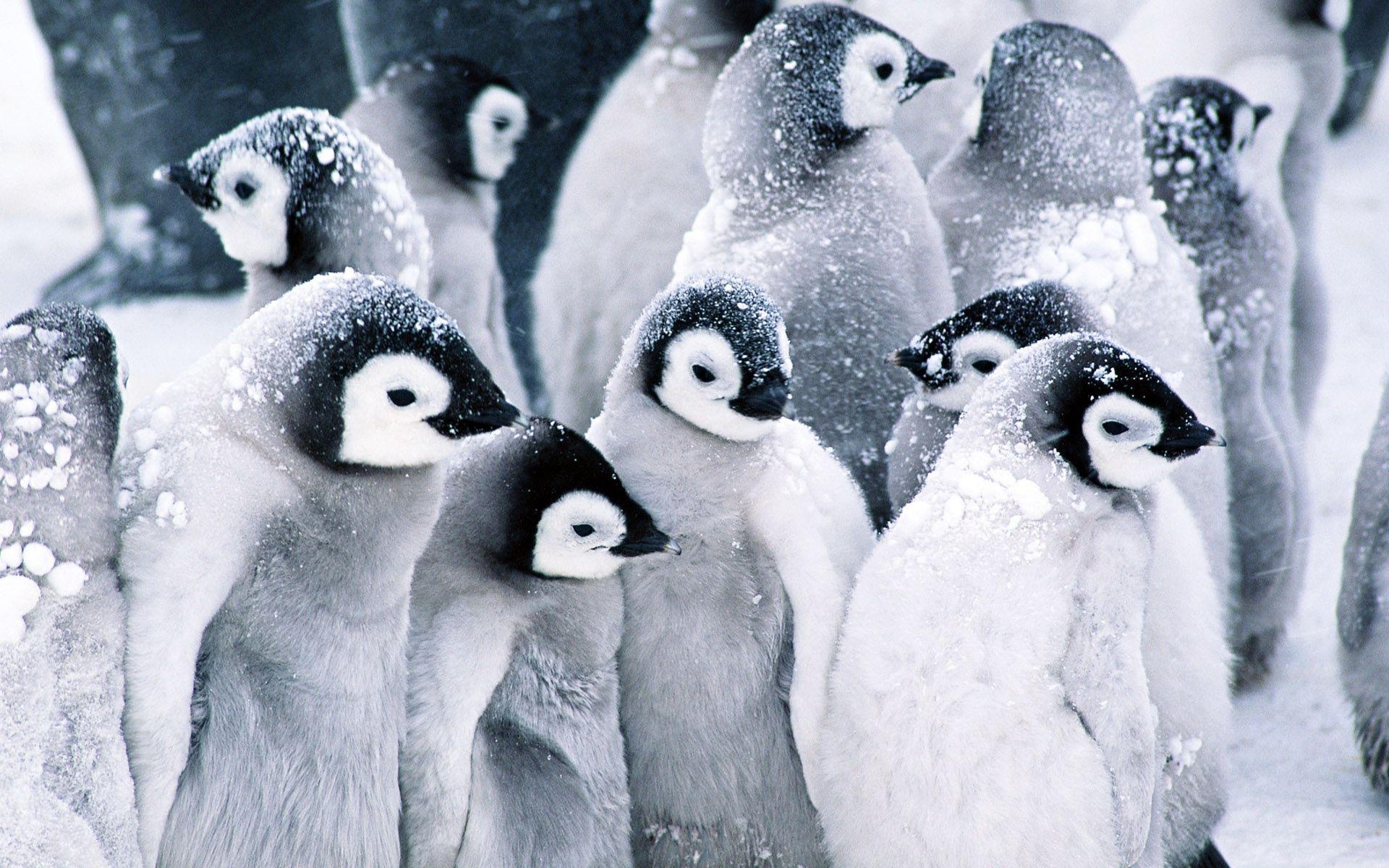 ペンギンの電話の壁紙 鳥 飛べない鳥 ペンギン 皇帝ペンギン 黒と白 Wallpaperuse