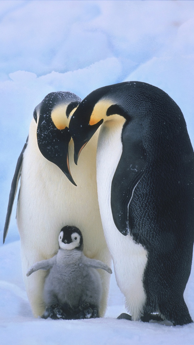 ペンギンの電話の壁紙,鳥,ペンギン,飛べない鳥,皇帝ペンギン,キングペンギン