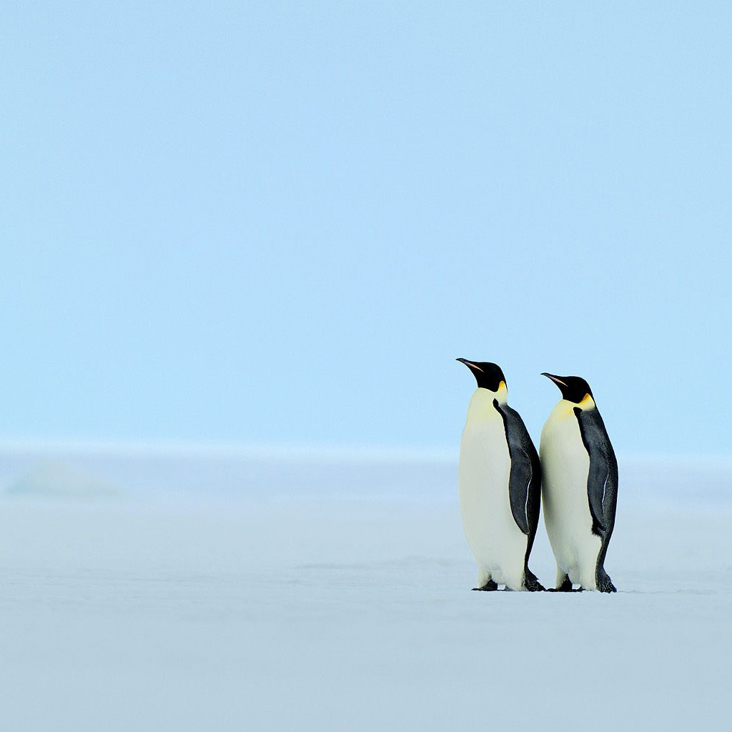 ペンギンの電話の壁紙 ペンギン 鳥 飛べない鳥 皇帝ペンギン キングペンギン Wallpaperuse