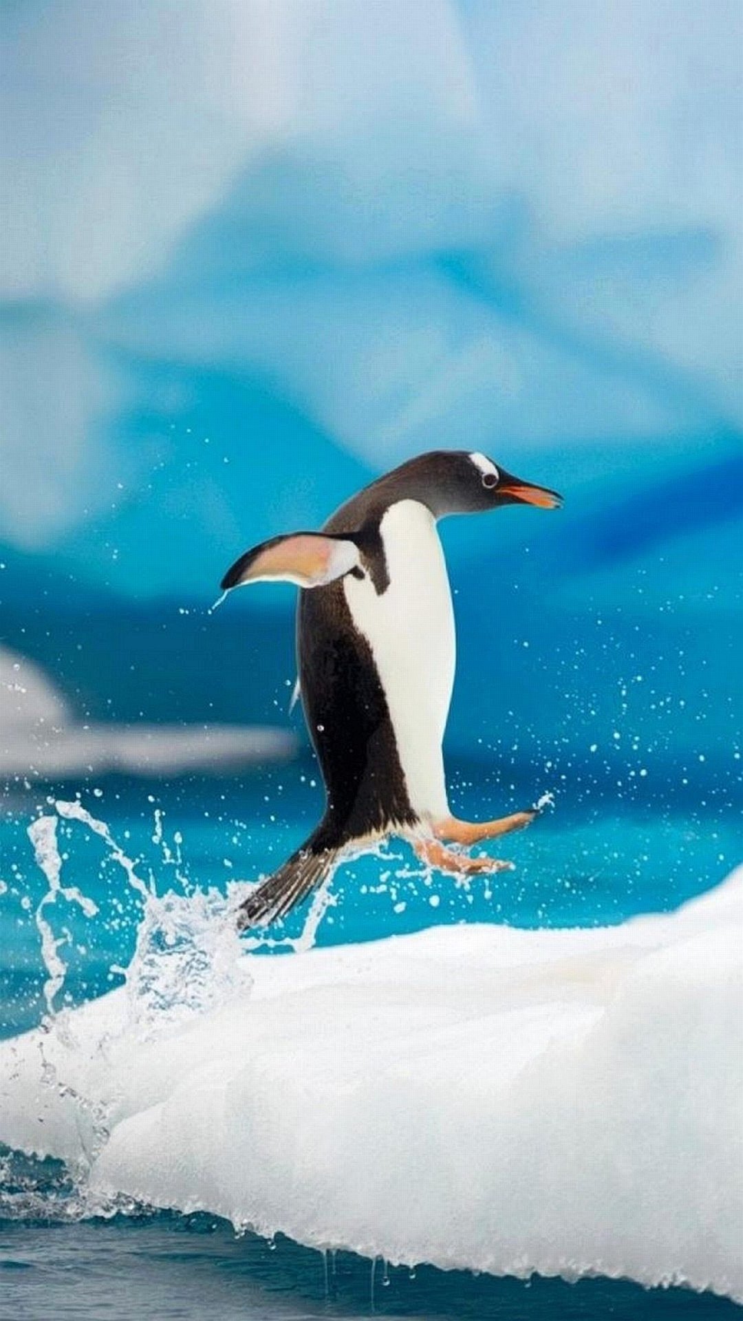 sfondo del telefono pinguino,uccello,uccello incapace di volare,pinguino,oceano,uccello marino