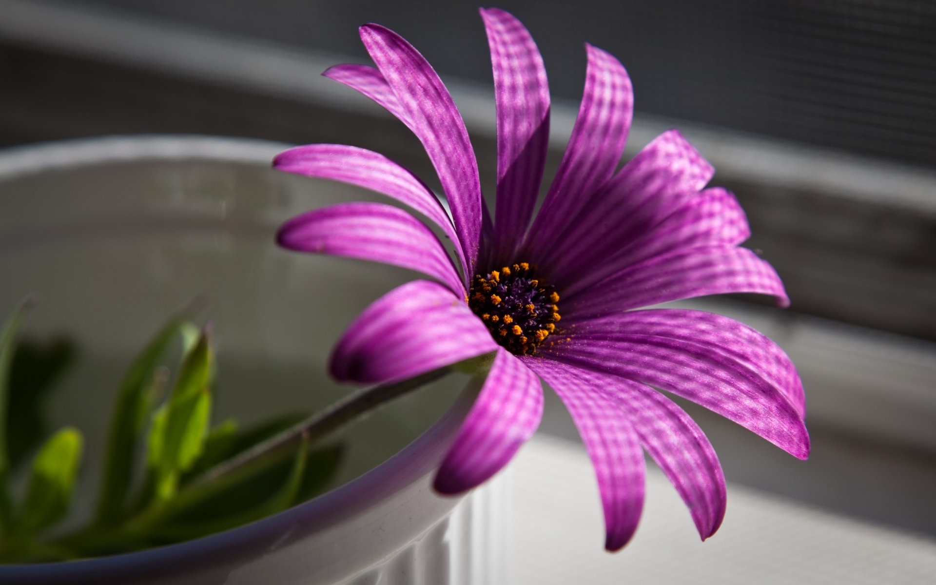 flores fond d'écran hd,marguerite africaine,fleur,pétale,marguerite de barberton,violet