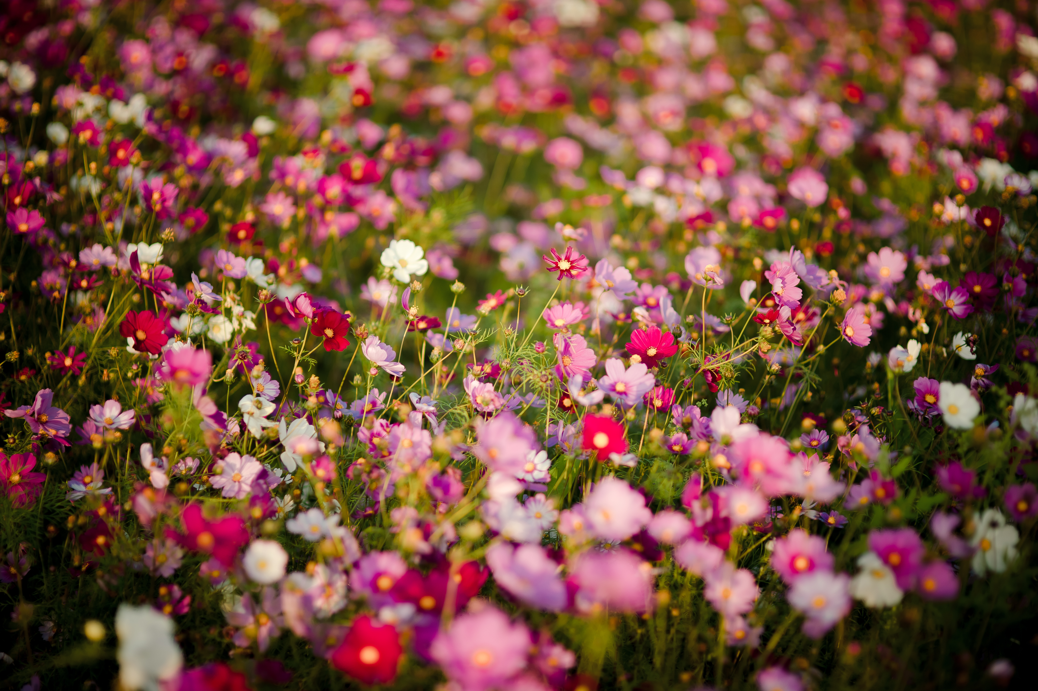 花の壁紙のhd,花,開花植物,ピンク,工場,花弁