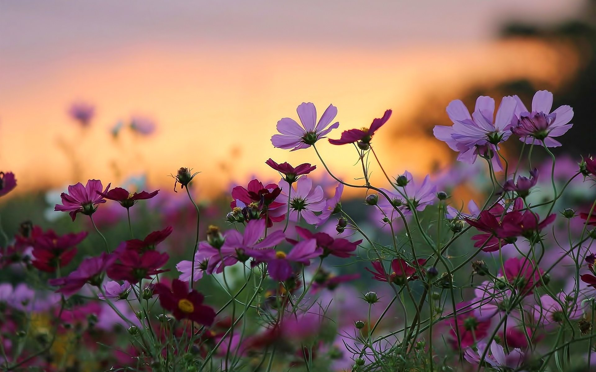 flores wallpaper hd,flower,flowering plant,plant,nature,garden cosmos