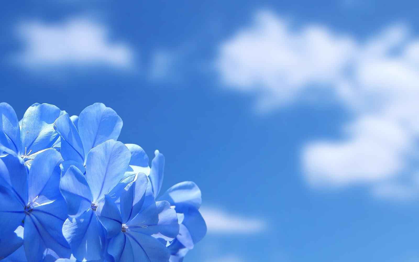 flores wallpaper hd,sky,blue,cloud,flower,petal