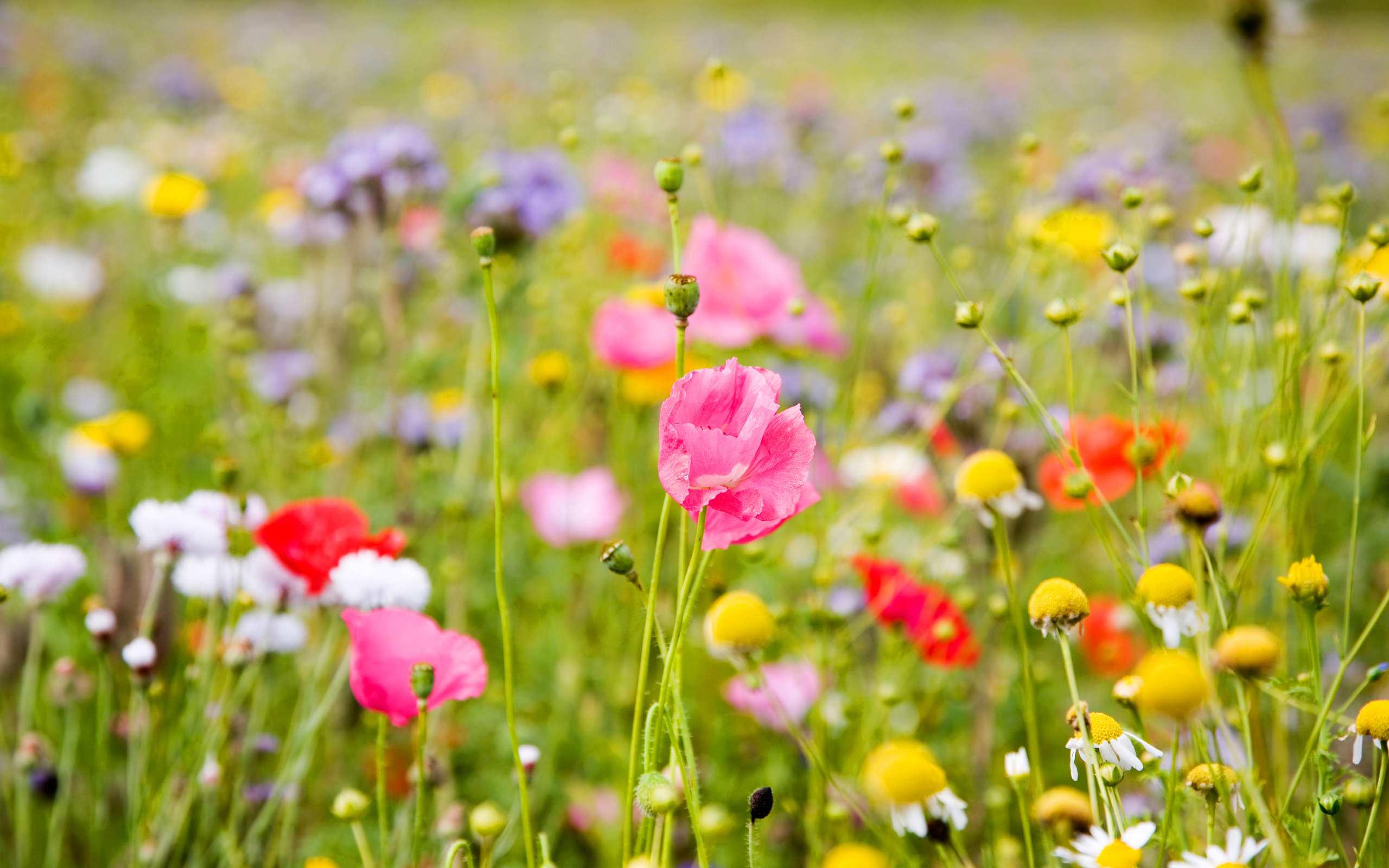 flores fond d'écran hd,prairie,fleur,paysage naturel,fleurs sauvages,plante