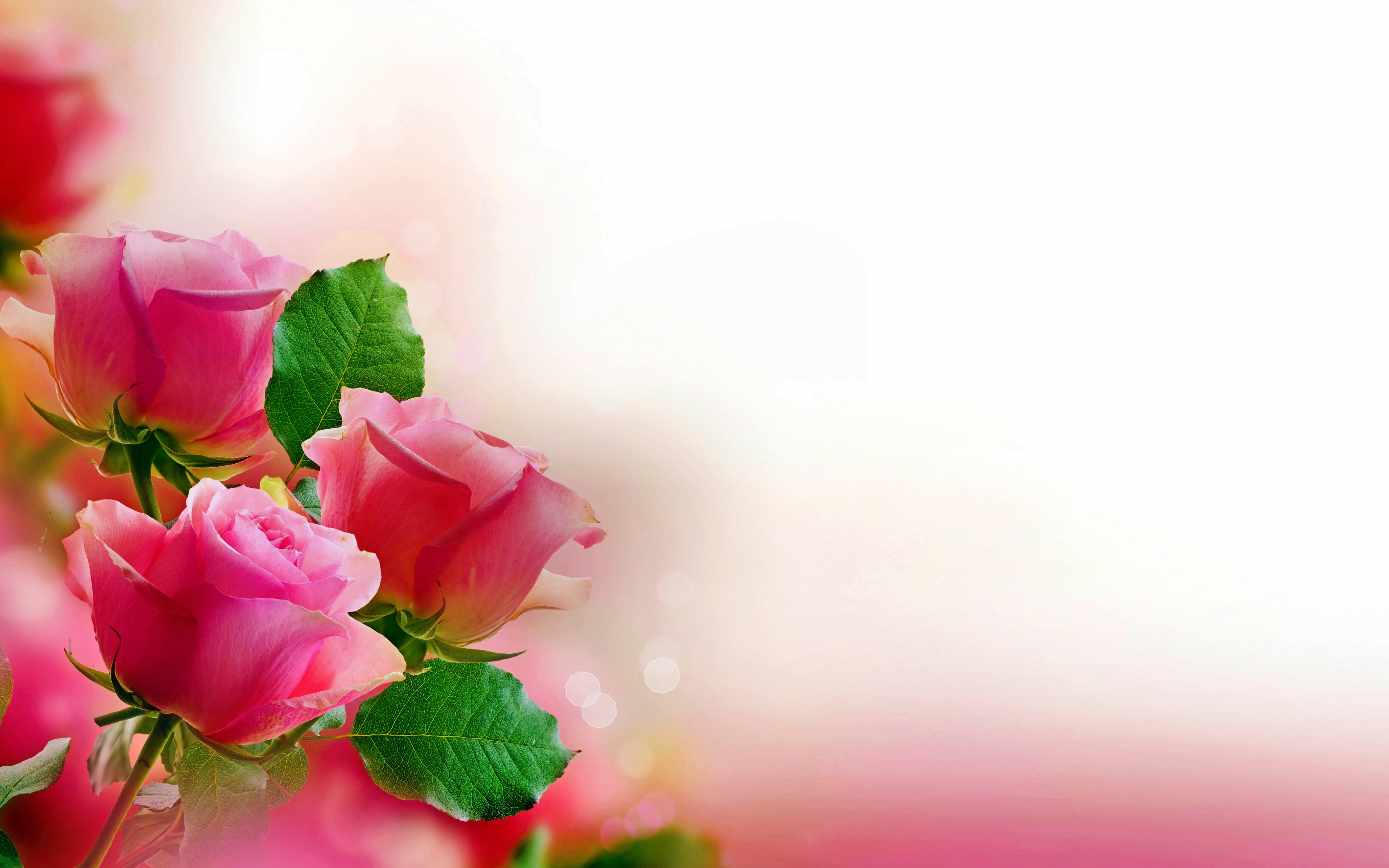 花の壁紙のhd,庭のバラ,ピンク,花弁,花,ローズ