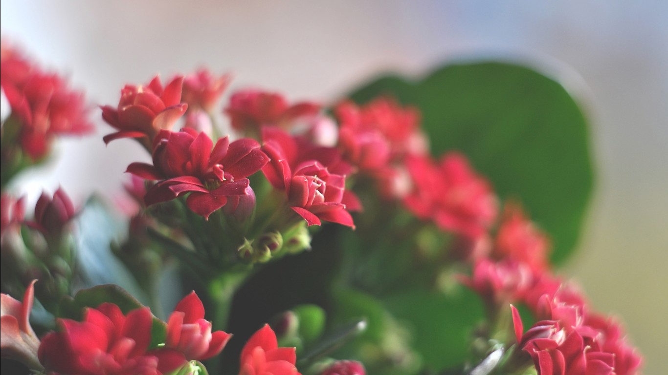 flores fondos de pantalla hd,flor,rojo,pétalo,rosado,planta