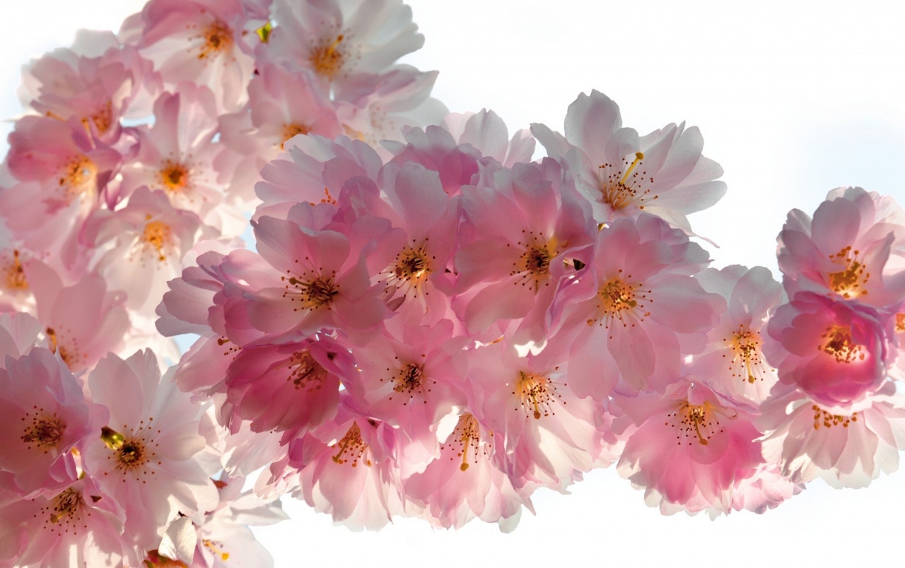 플로레스 벽지 hd,꽃,분홍,식물,꽃잎,벚꽃