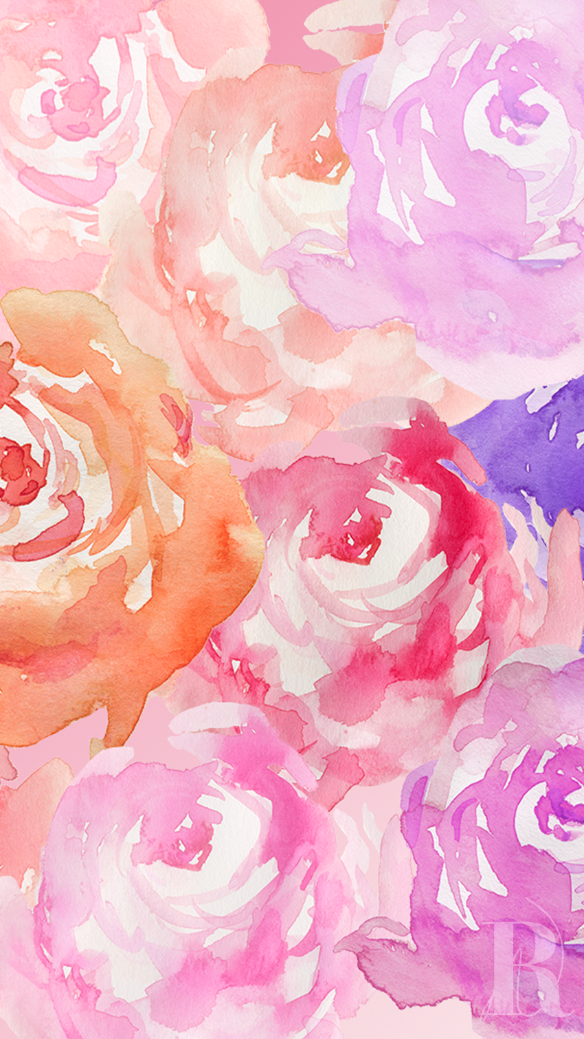 水彩画のiphoneの壁紙,庭のバラ,ピンク,ローズ,バラ科,花