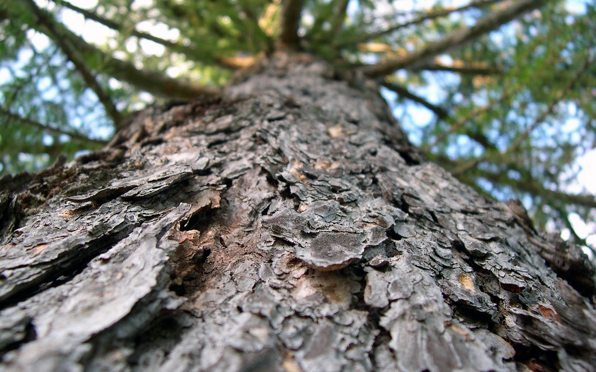 bark wallpaper,shellbark hickory,tree,trunk,red pine,sweet birch