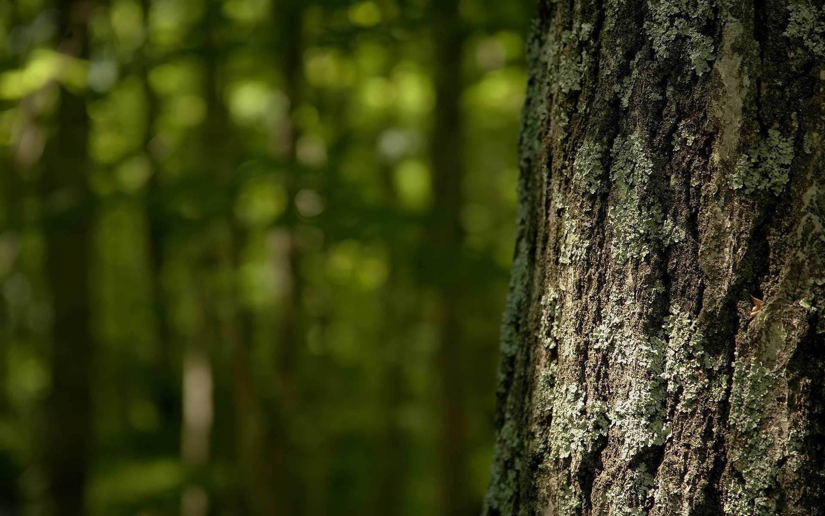 carta da parati corteccia,albero,natura,verde,tronco,foresta