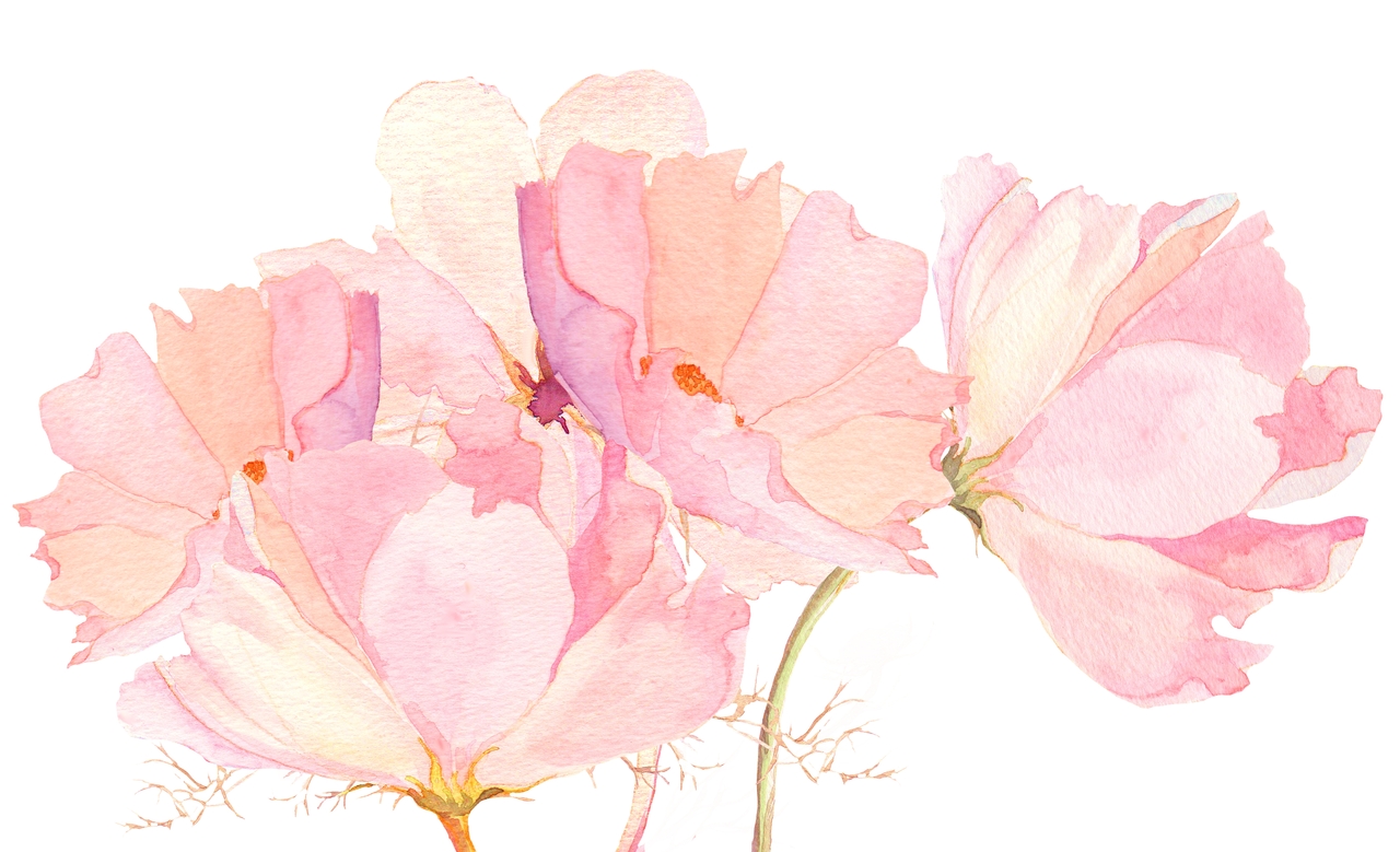 watercolour floral wallpaper,pink,flower,petal,plant,flowering plant