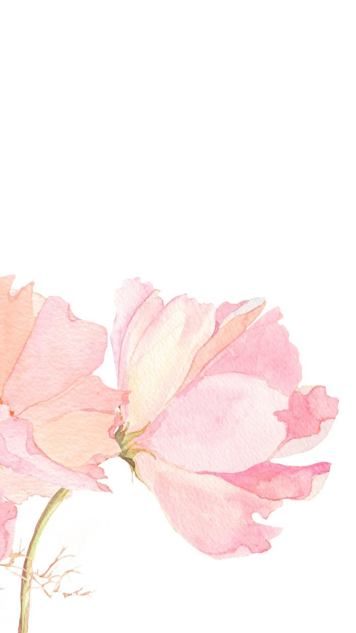 papel tapiz floral acuarela,rosado,pétalo,flor,planta,planta floreciendo
