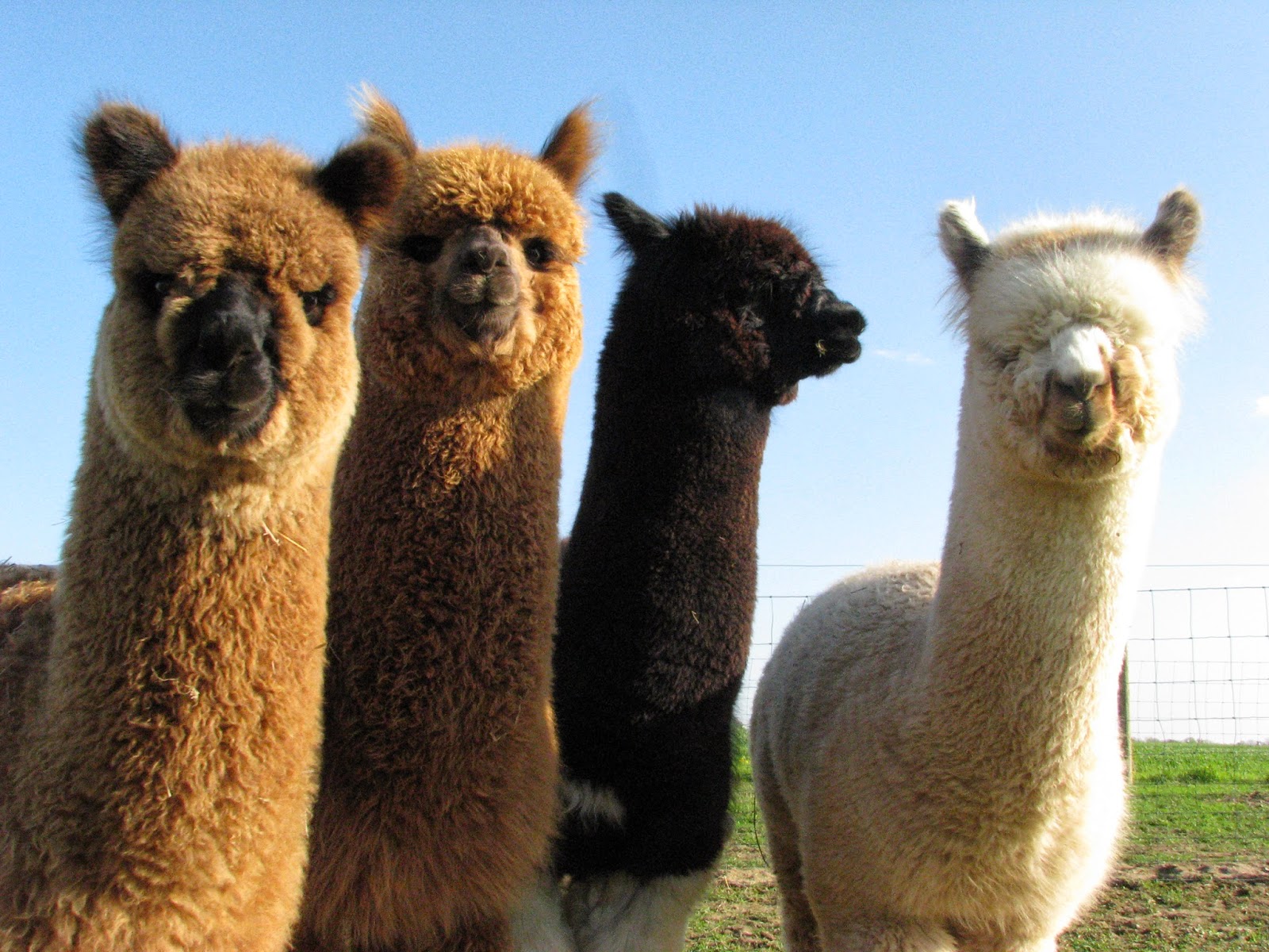 Papel Pintado De Alpaca llama alpaca animal Terrestre ganado fauna 