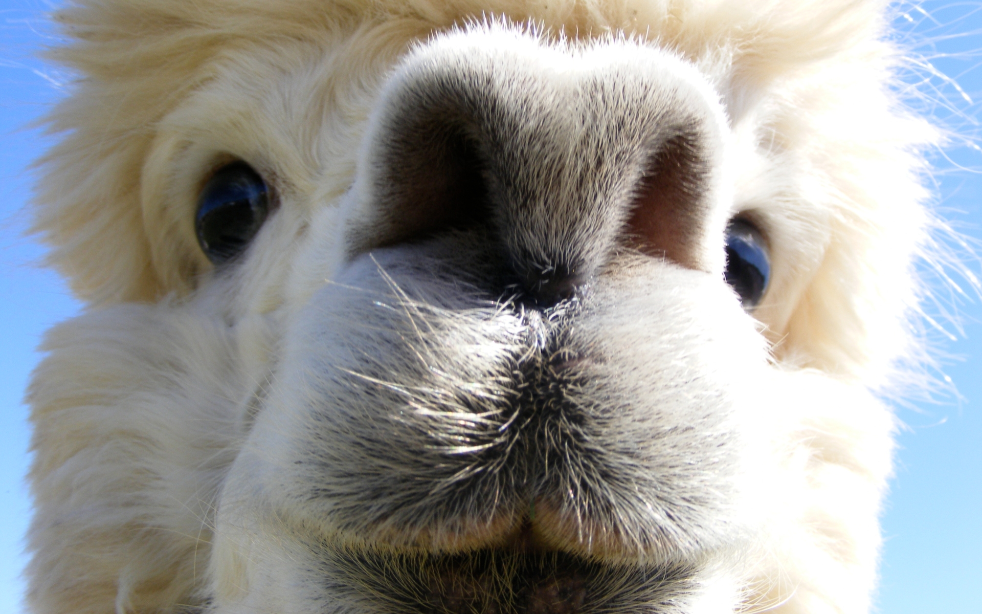 alpaca wallpaper,nose,snout,close up,fur,eye