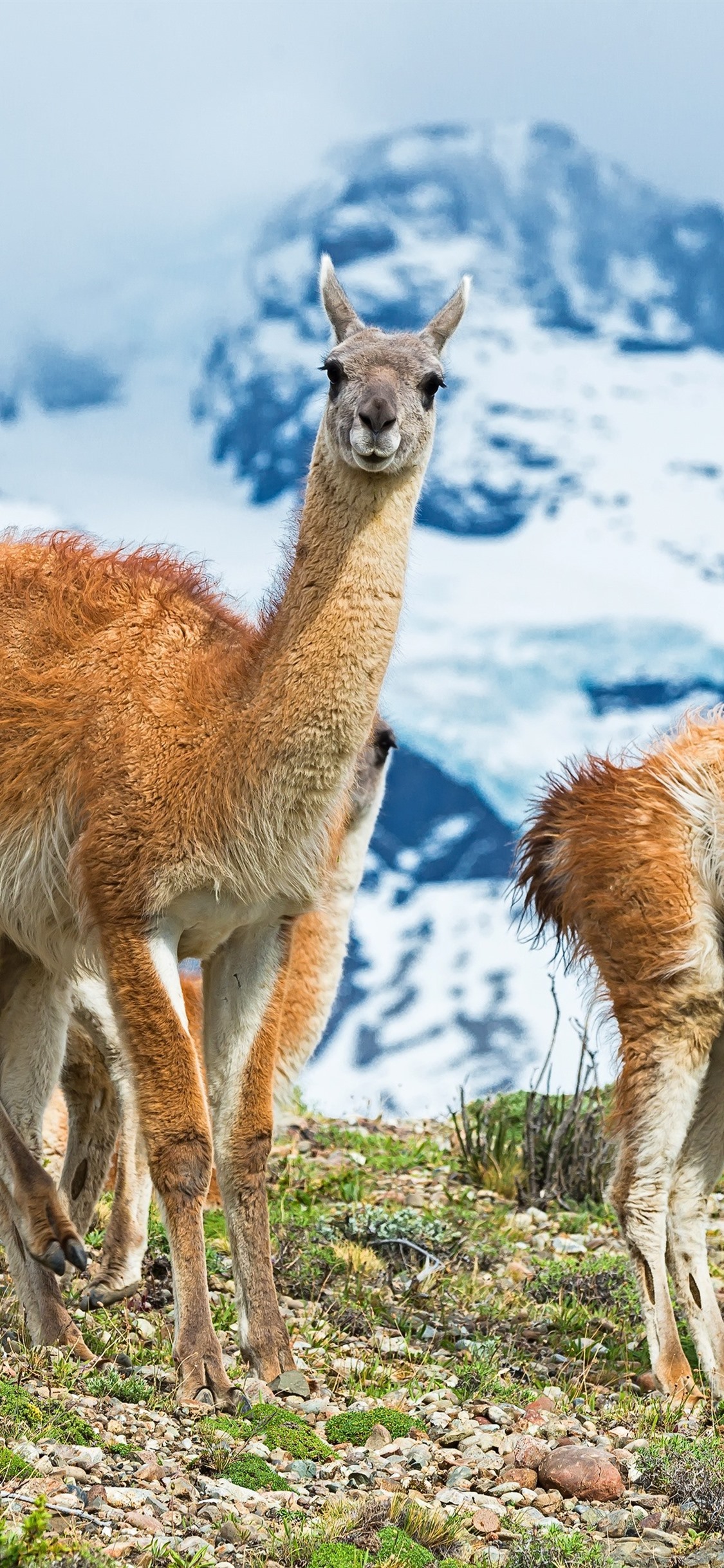 papel pintado de alpaca,animal terrestre,fauna silvestre,llama,alpaca