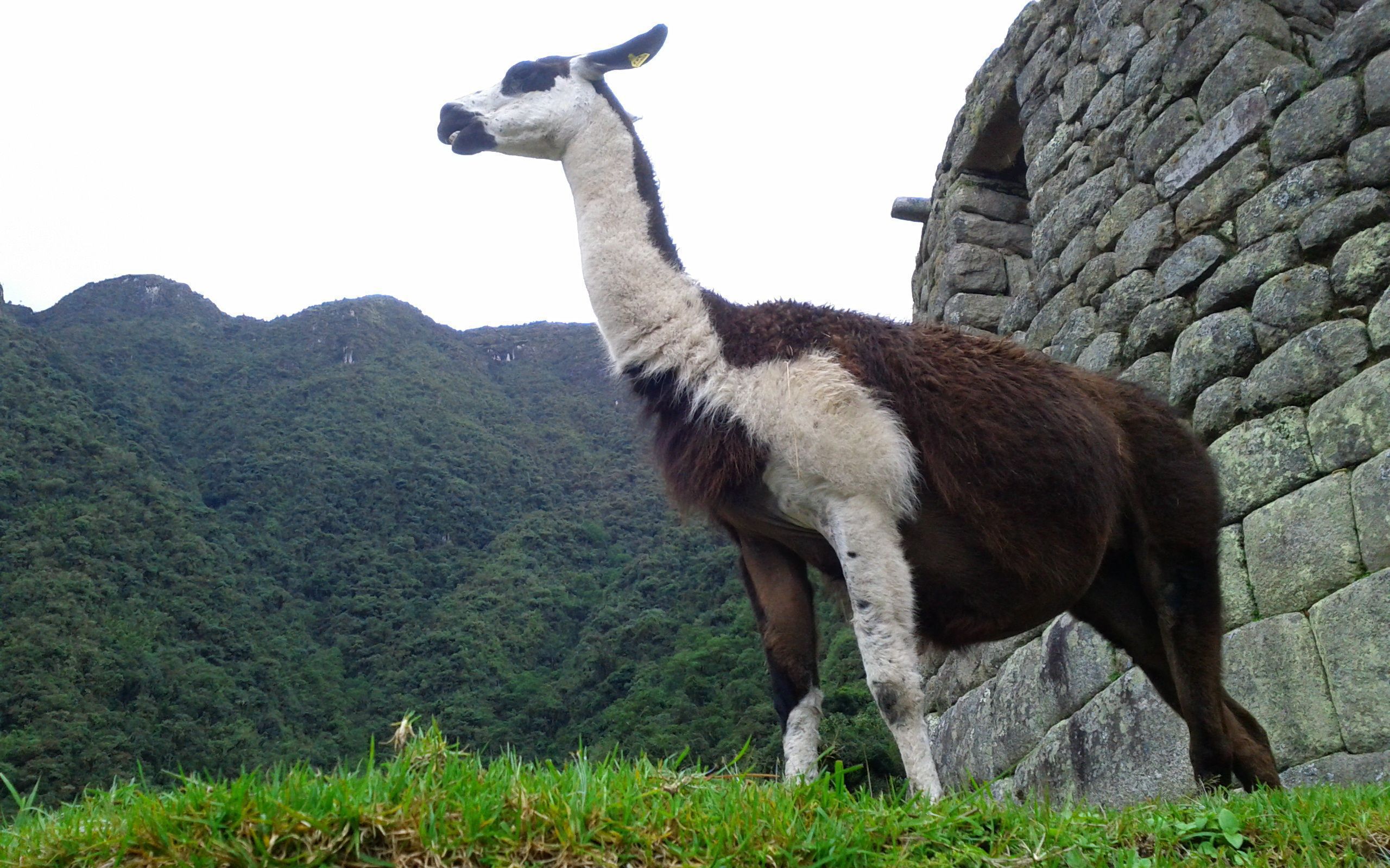 alpaca wallpaper,vertebrate,llama,terrestrial animal,guanaco,pasture