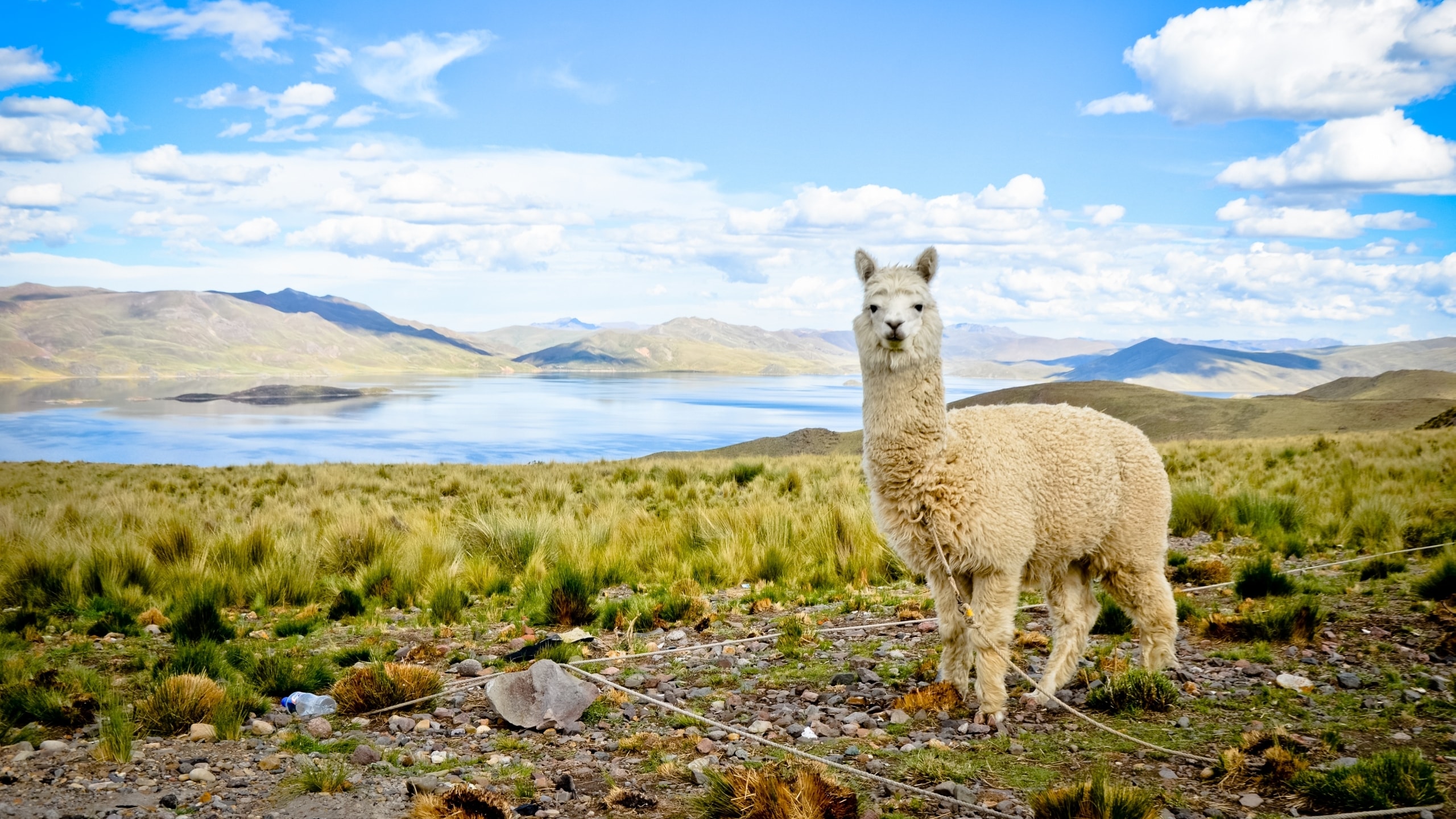 Alpaca Wallpapers - Andes Mountain Wallpaper Alpaca- WallpaperUse