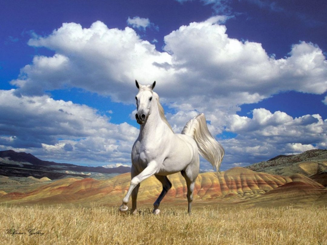 papier peint kuda,cheval,ciel,la nature,prairie,étalon