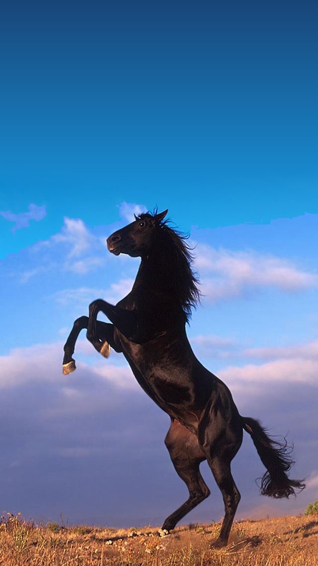 wallpaper kuda,horse,mustang horse,stallion,sky,mane