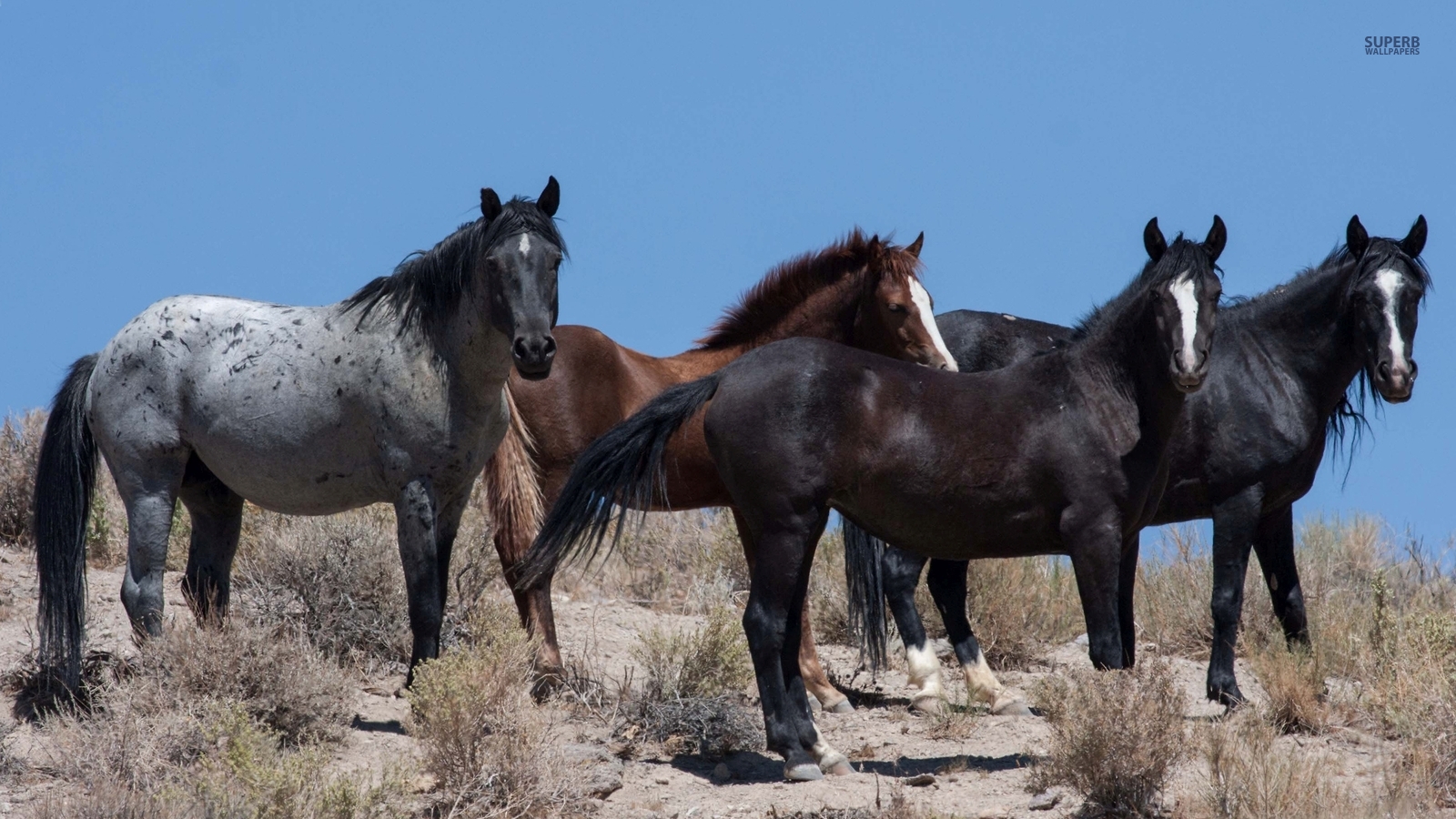 fondo de pantalla kuda,caballo,manada,mustang caballo,melena,fauna silvestre