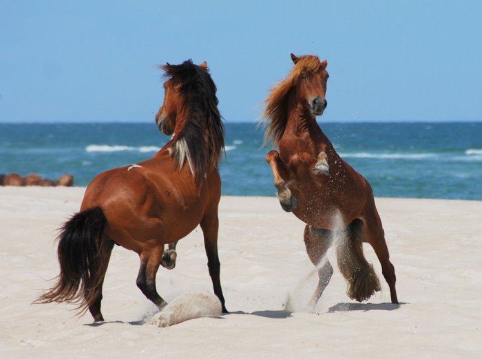 fondo de pantalla kuda,caballo,melena,mustang caballo,yegua,semental