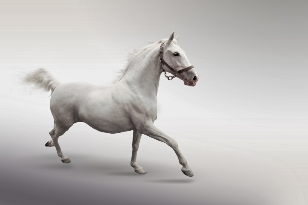 벽지 kuda,말,하얀,갈기,종마,검정색과 흰색