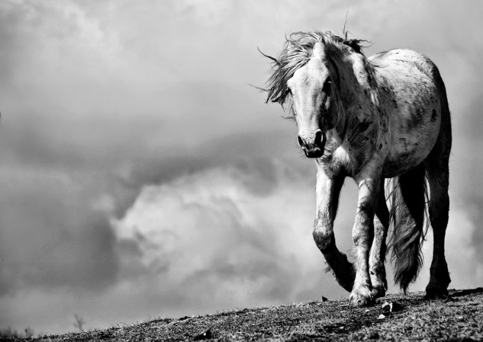 벽지 kuda,말,머리,검정색과 흰색,흑백 사진,갈기
