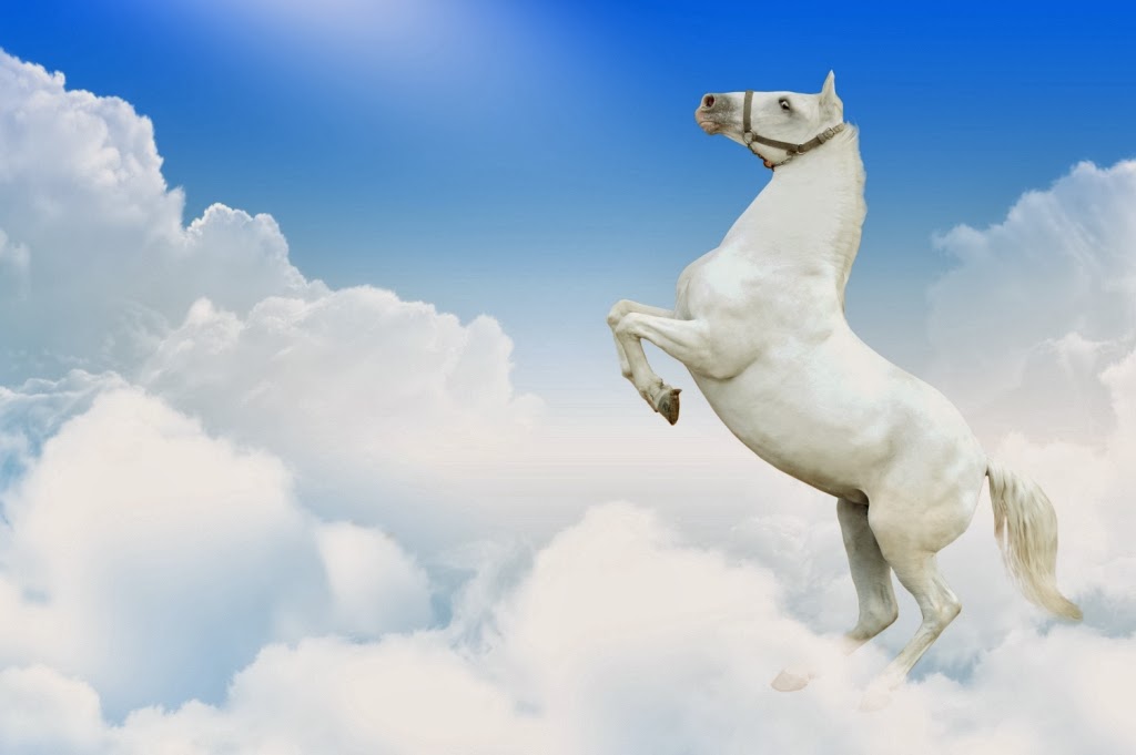 tapete kuda,himmel,wolke,pferd,hengst,springen