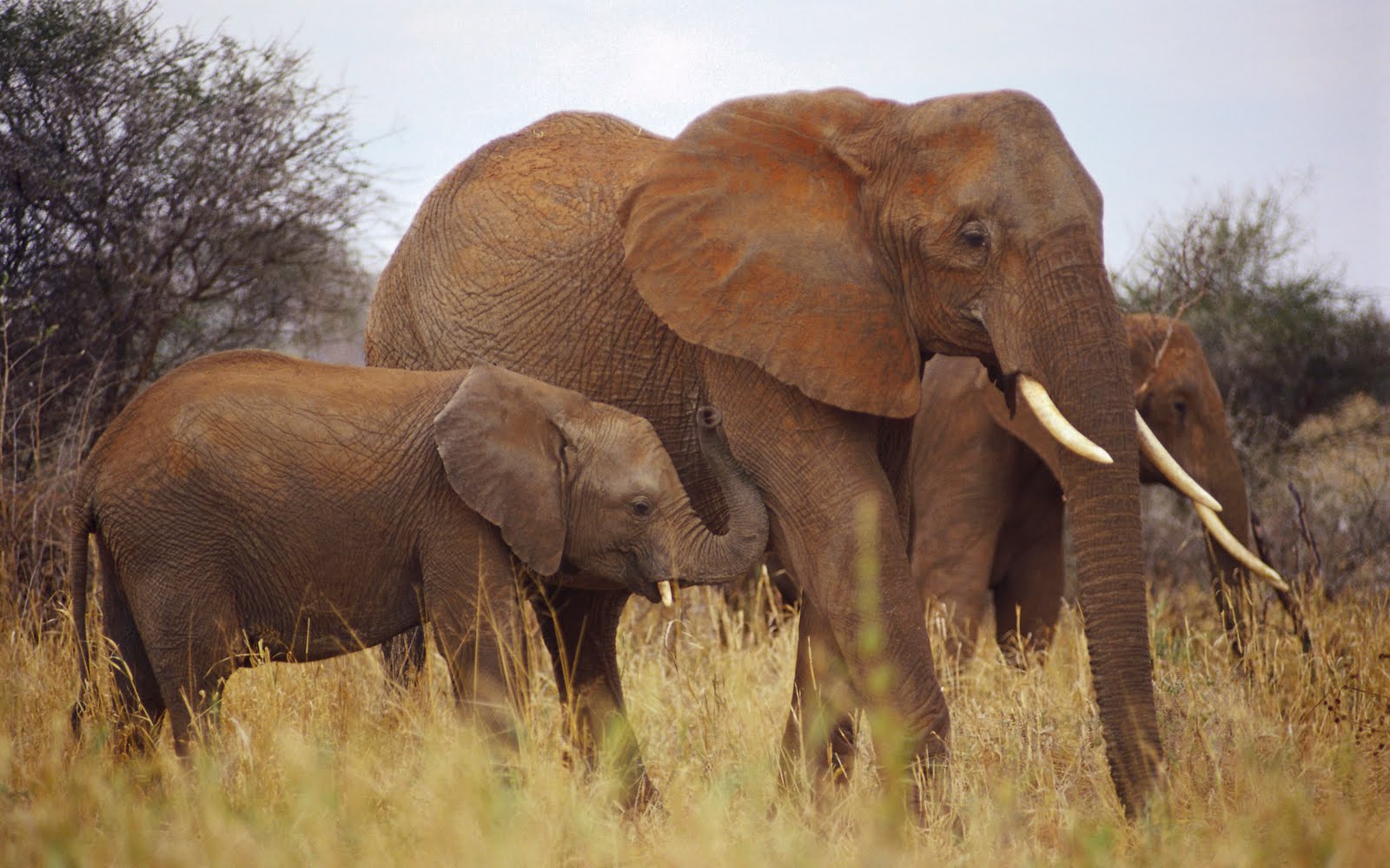 papier peint kuda,l'éléphant,animal terrestre,éléphants et mammouths,faune,éléphant indien