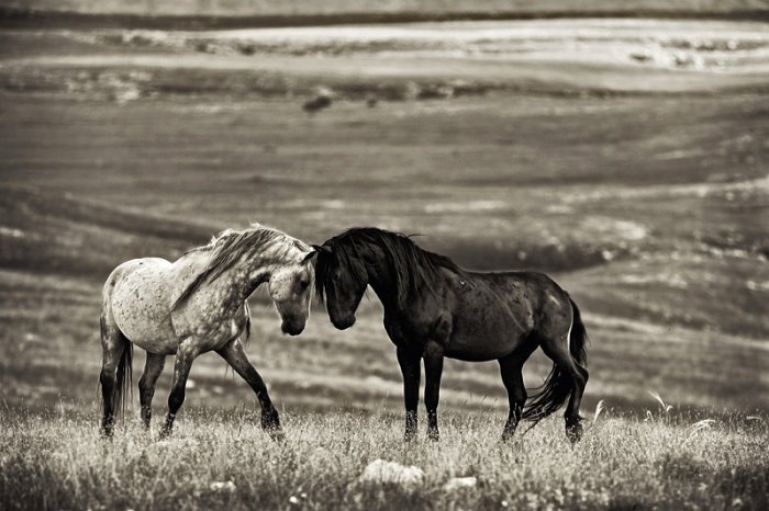 壁紙kuda,うま,たてがみ,黒と白,モノクロ写真,草原