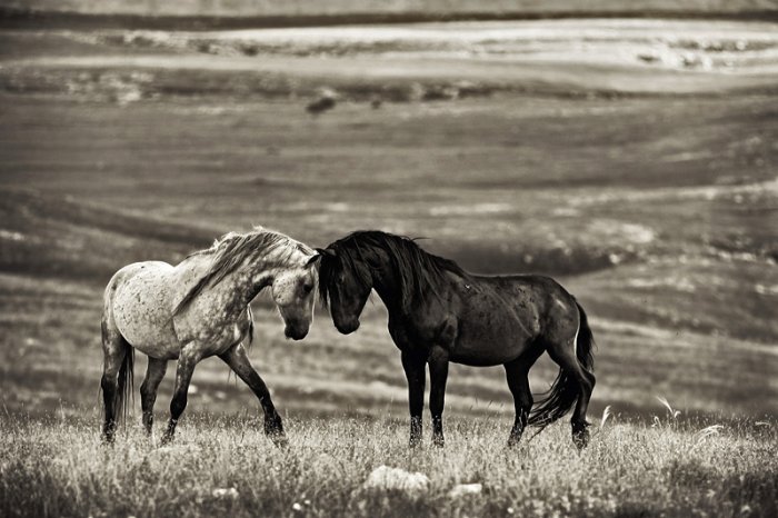 wallpaper kuda,horse,vertebrate,mammal,mane,black and white