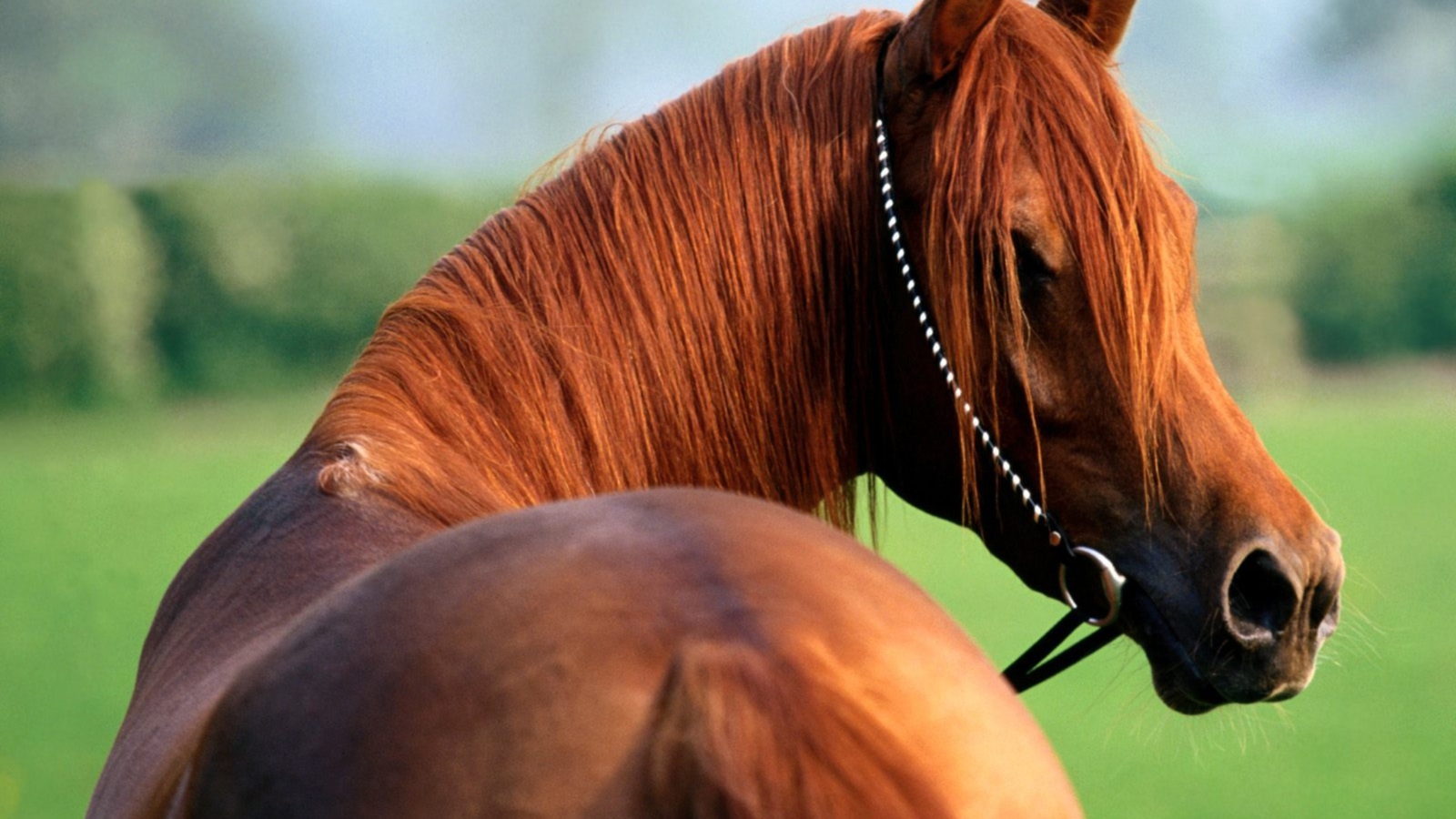 carta da parati kuda,cavallo,capelli,criniera,acetosa,cavalla