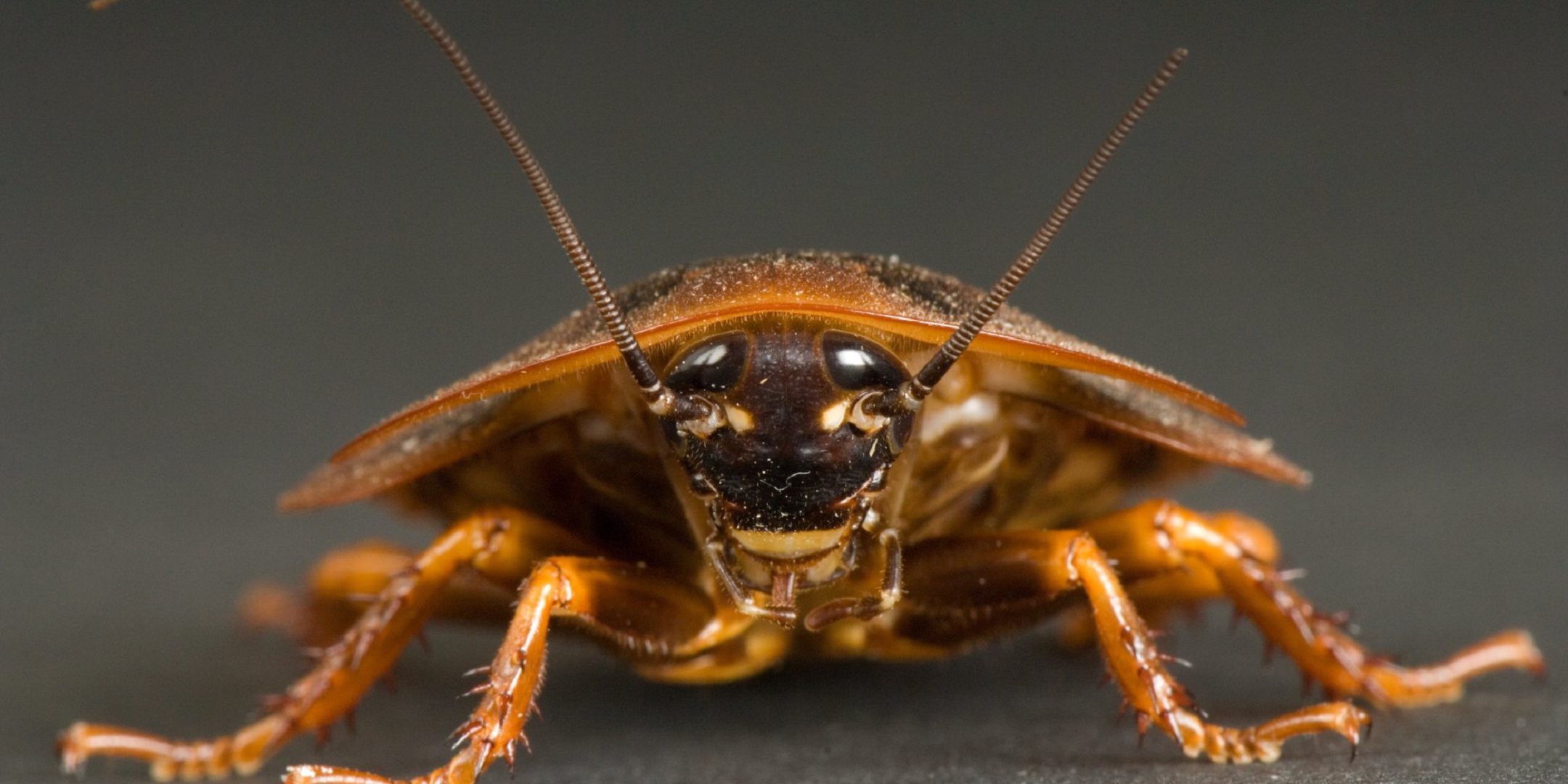 cockroach wallpaper,insect,invertebrate,pest,macro photography,close up