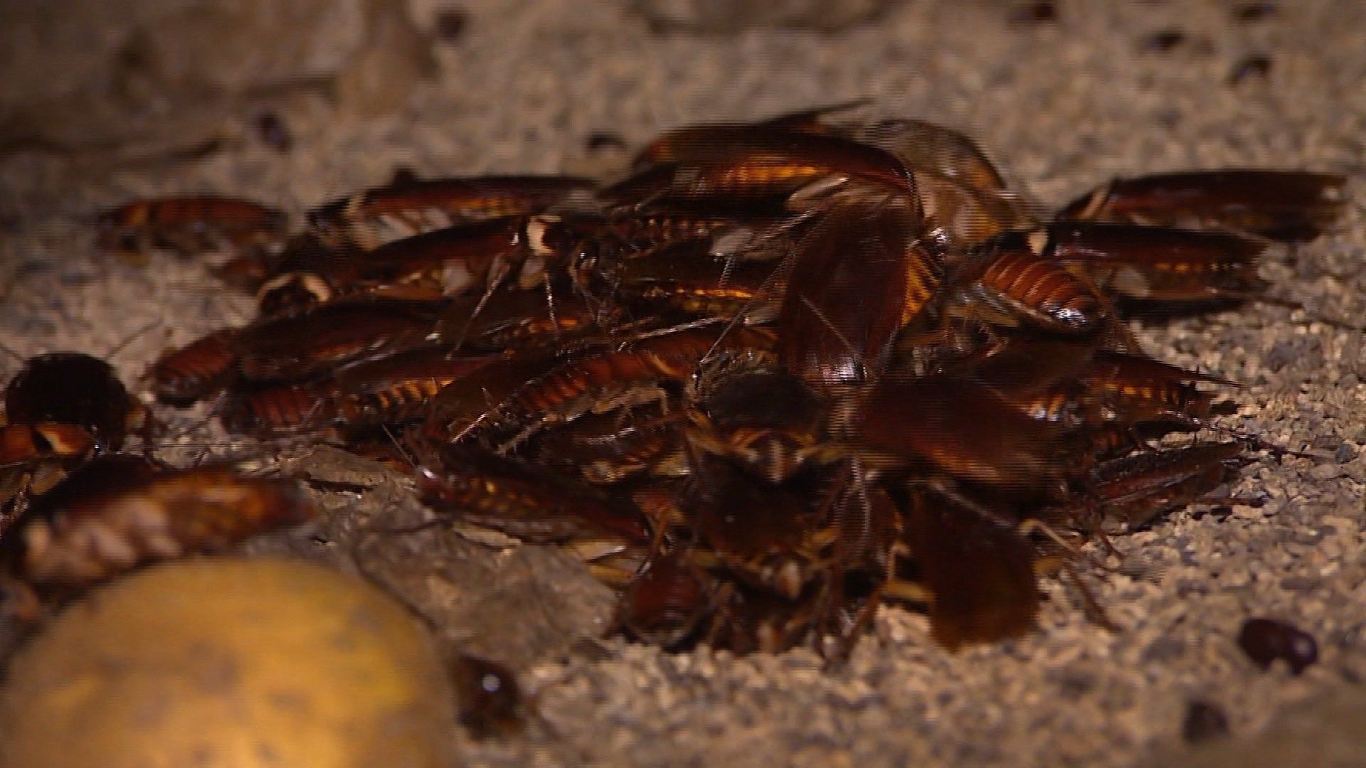 fondo de pantalla de cucaracha,parásito,insecto,animal terrestre,cucaracha,invertebrado