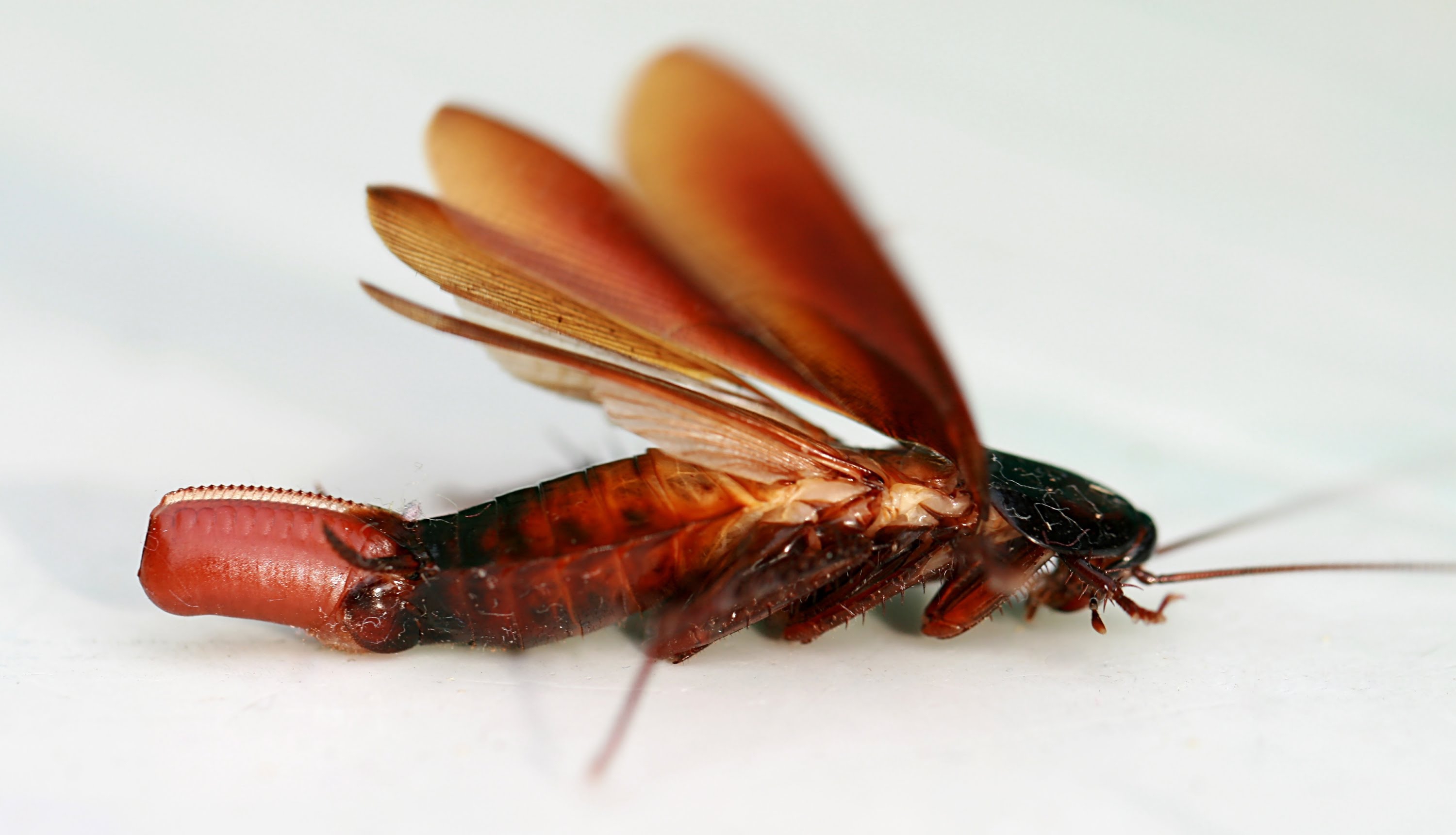 kakerlake tapete,insekt,pest,wirbellos,geflügelte netzinsekten,membran geflügeltes insekt