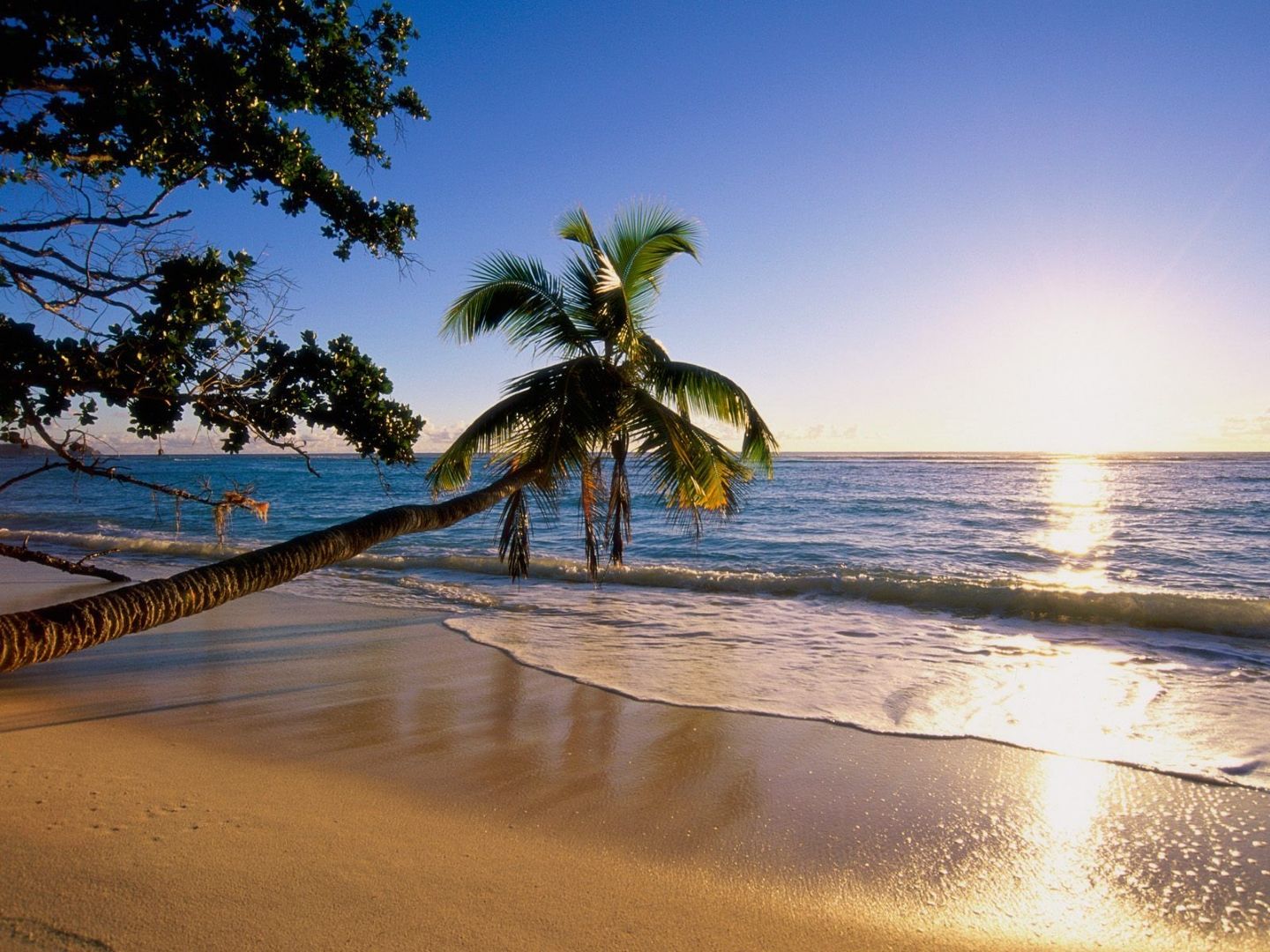 carta da parati spiaggia 3d,riva,natura,albero,spiaggia,palma