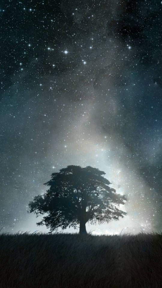 carta da parati 540x960,cielo,natura,atmosfera,albero,notte