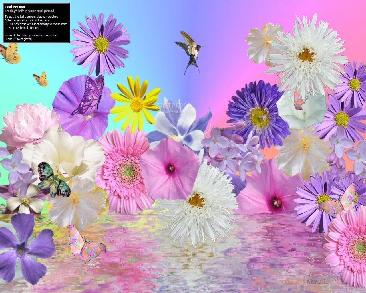 fond d'écran de fleurs en mouvement,fleur,violet,plante à fleurs,plante,pétale