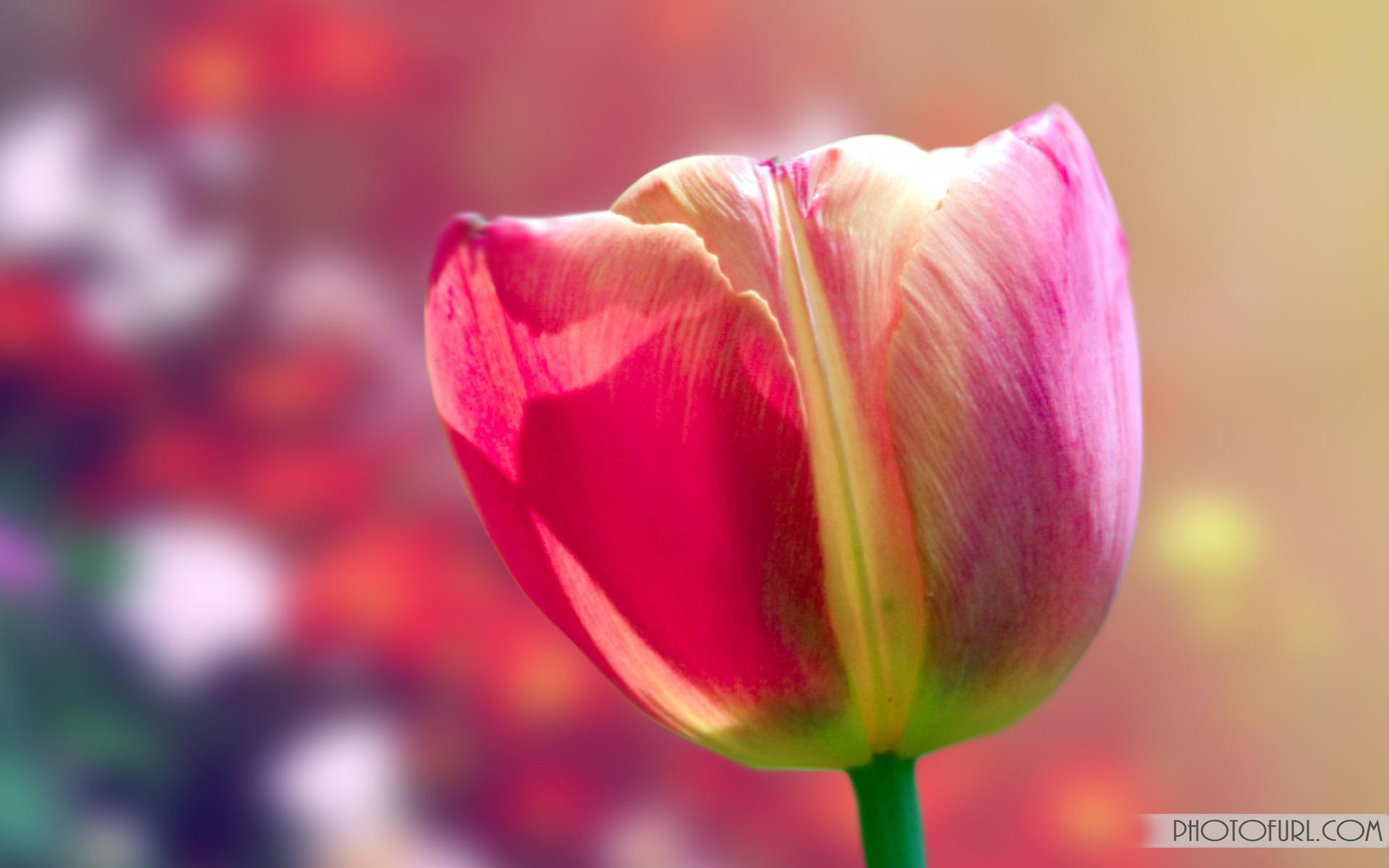 moving flower wallpaper,flower,tulip,flowering plant,petal,pink
