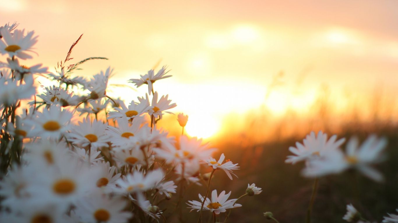 moving flower wallpaper,sky,nature,flower,daisy,sunlight