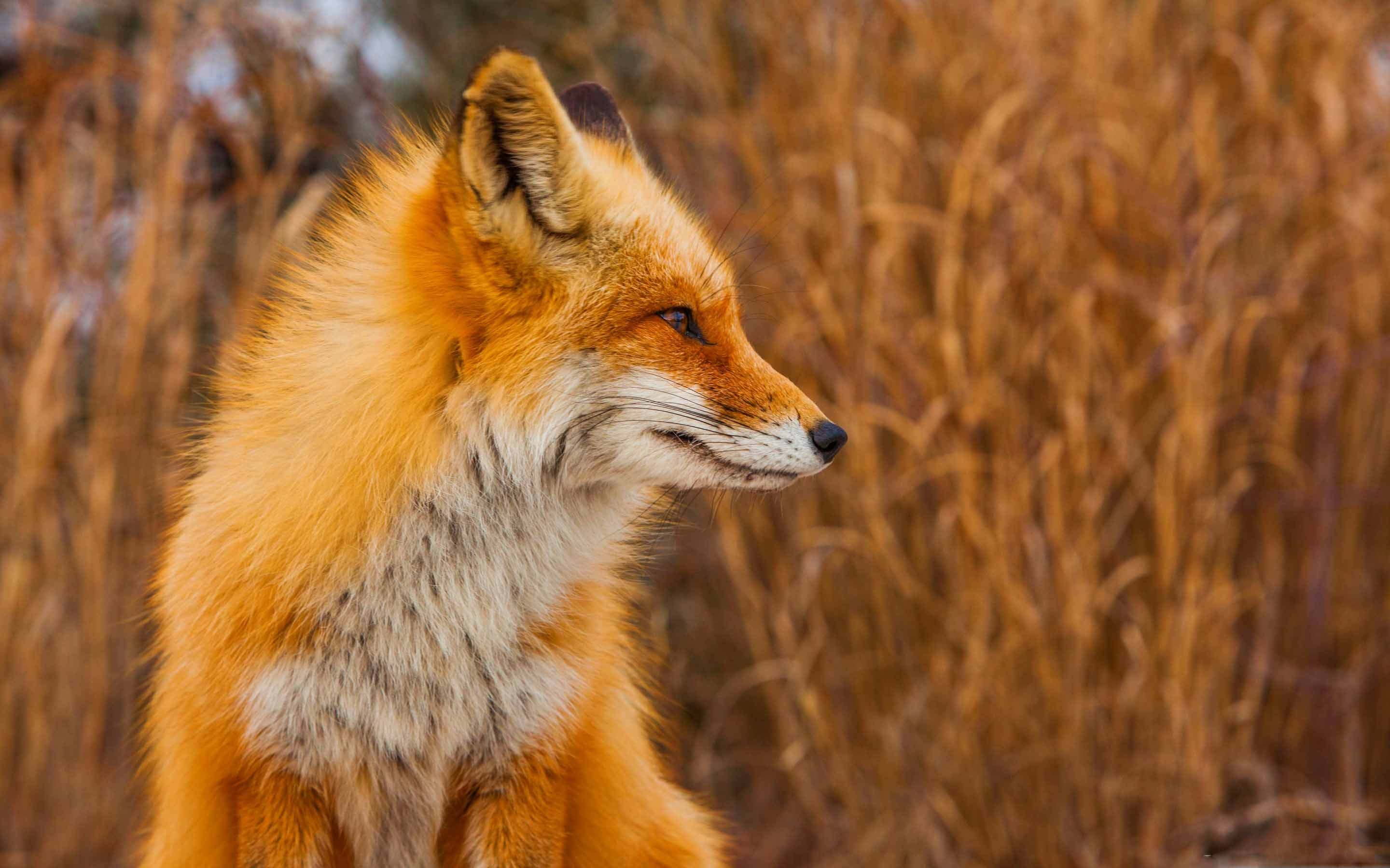 sfondo per la foto del profilo,volpe,volpe rossa,natura,pelliccia,volpe veloce