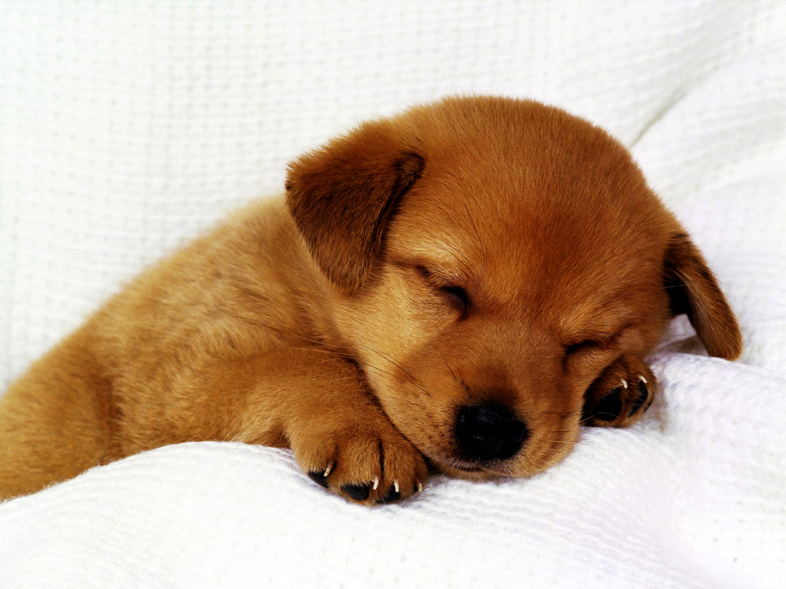 cute wallpapers puppies,dog,dog breed,canidae,mammal,puppy