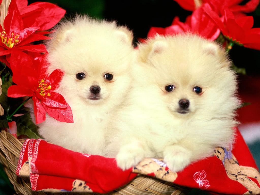 cute wallpapers puppies,dog,mammal,vertebrate,canidae,dog breed
