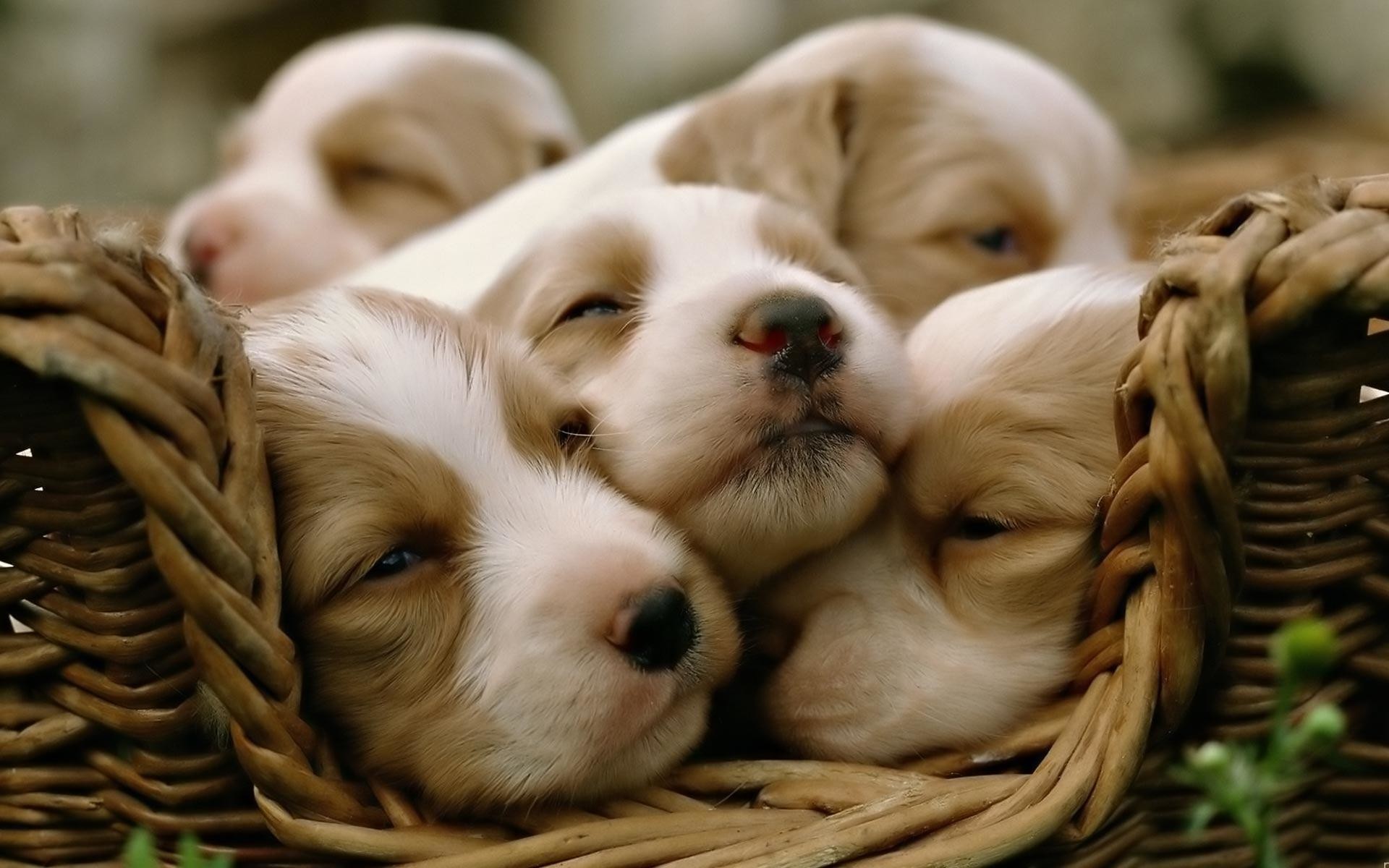 かわいい壁紙子犬,犬,子犬,初恋,コンパニオンドッグ,スポーツグループ